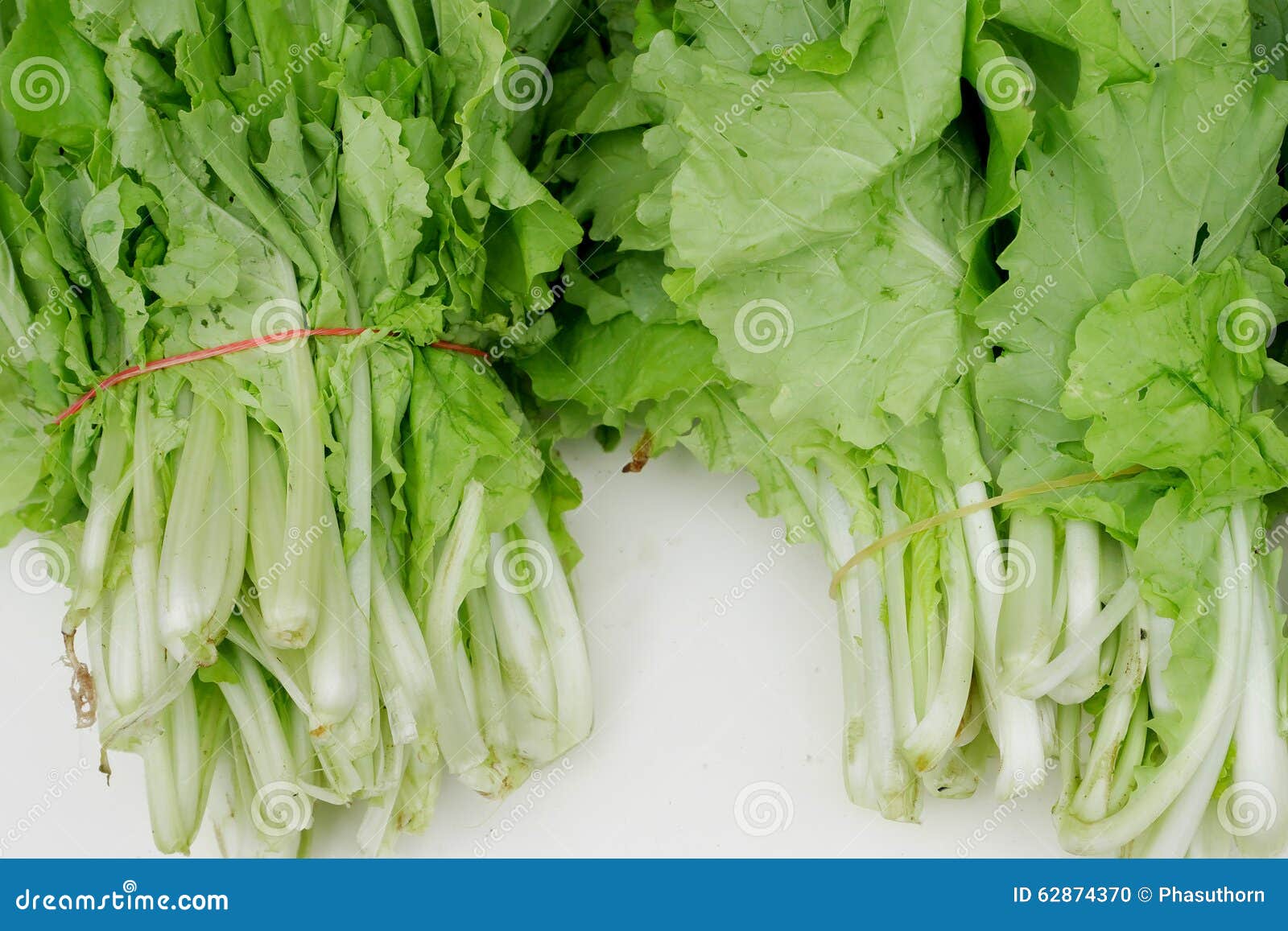 Chinese flowering cabbage stock photo. Image of agriculture 62874370