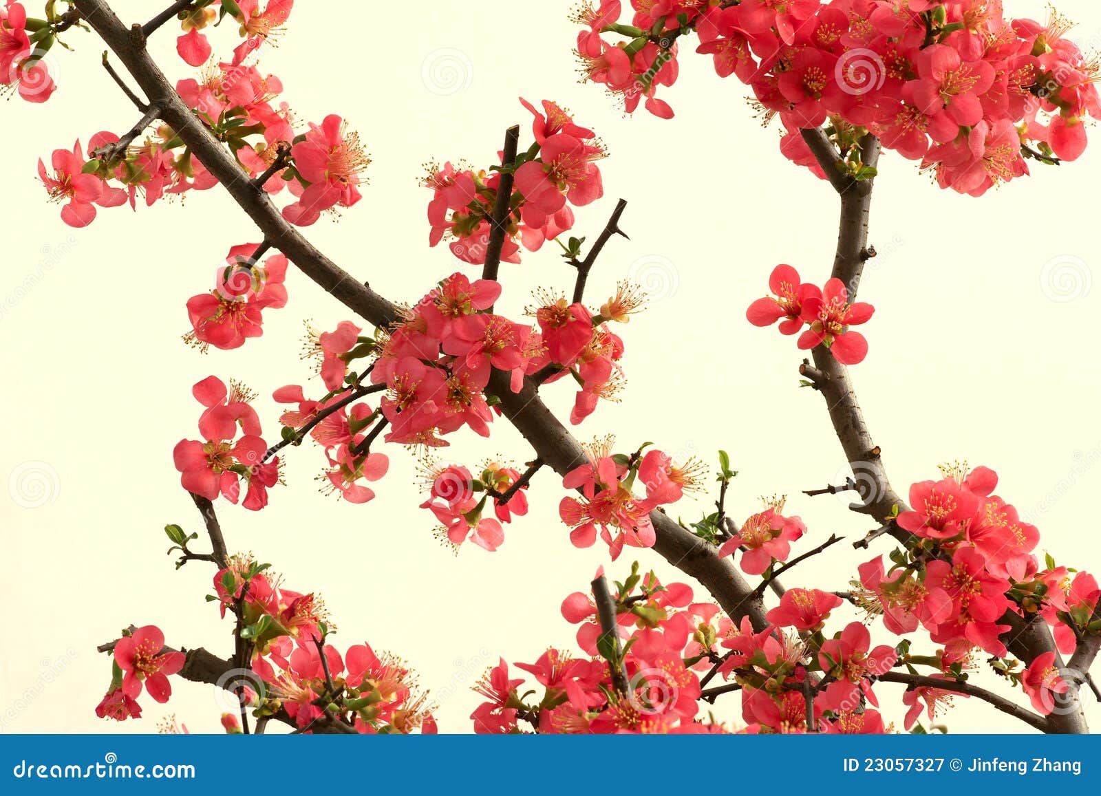 Chinese Flowering Crabapple Stock Image Image of apple, nature 23057327