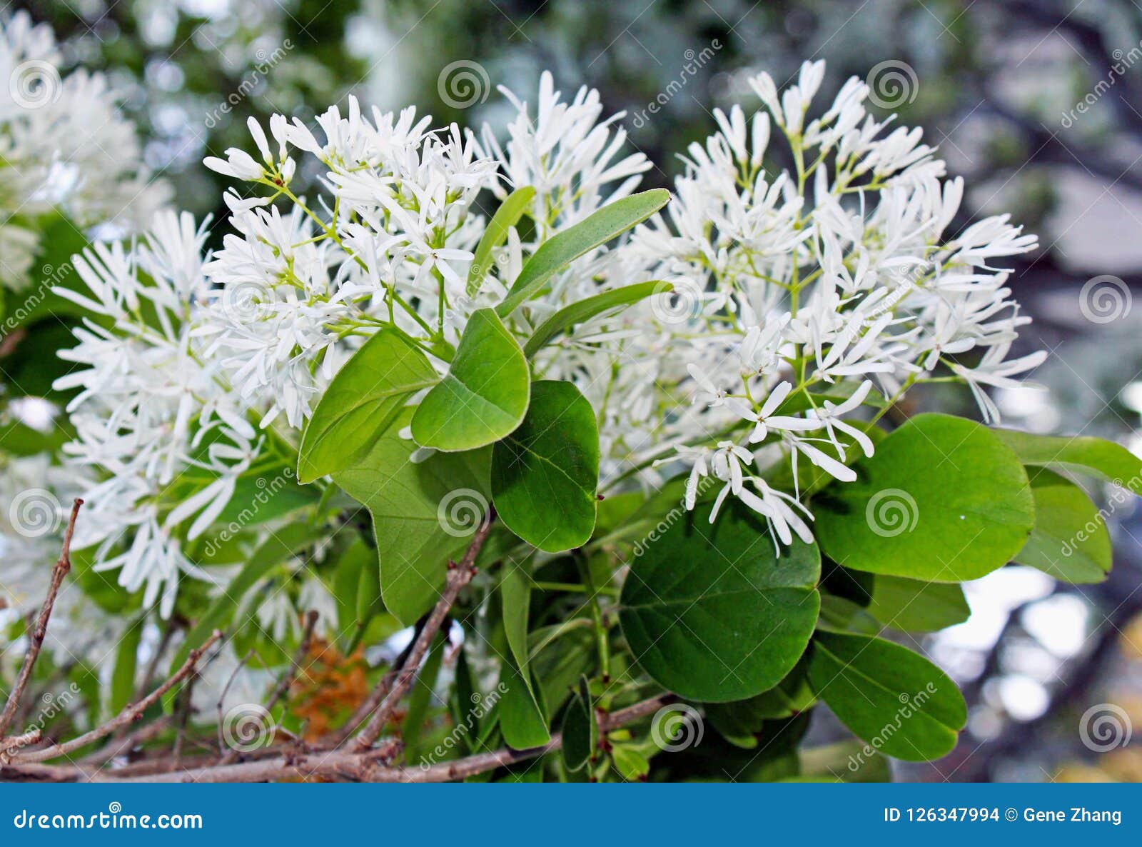 Chinese Fringetree, Chionanthus Retusus Stock Photo - Image of small