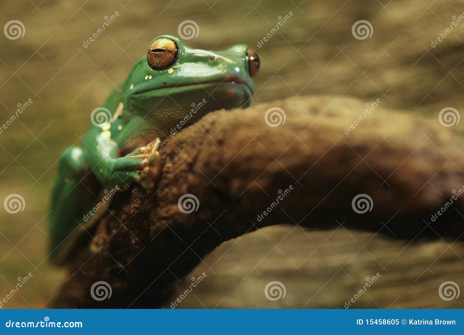 a chinese gliding frog with eyes closed