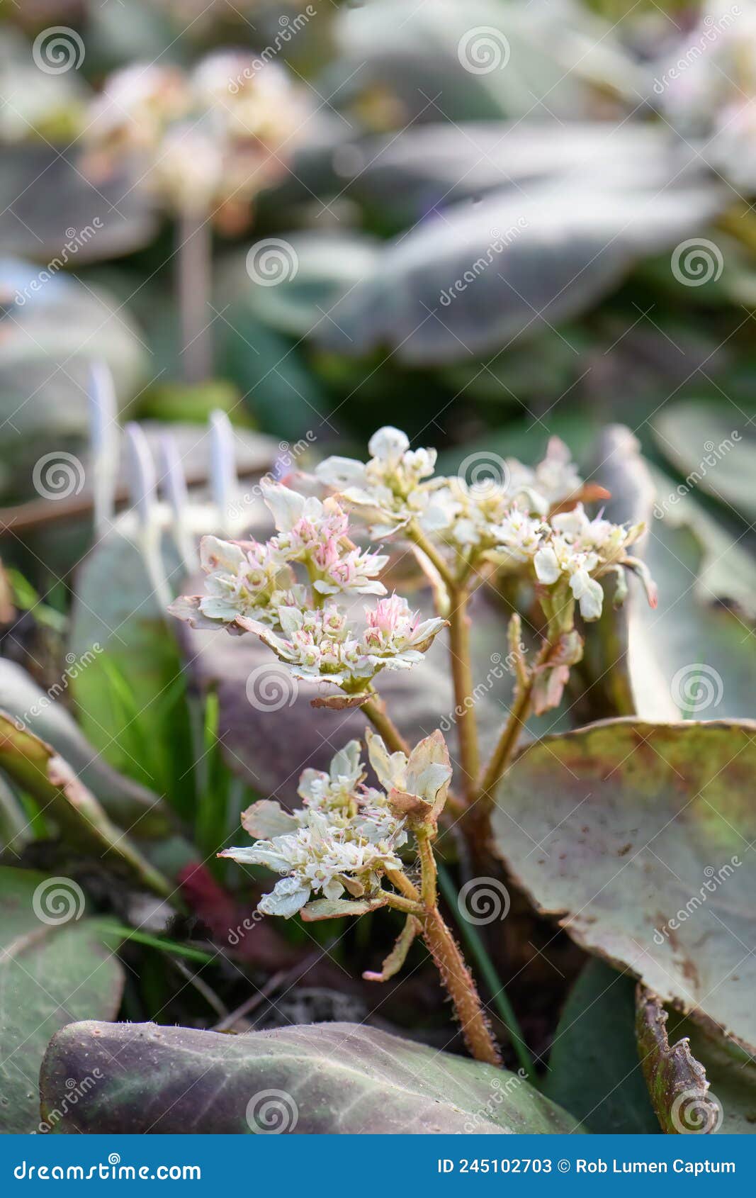 Milzkraut Chrysosplenium macrophyllum