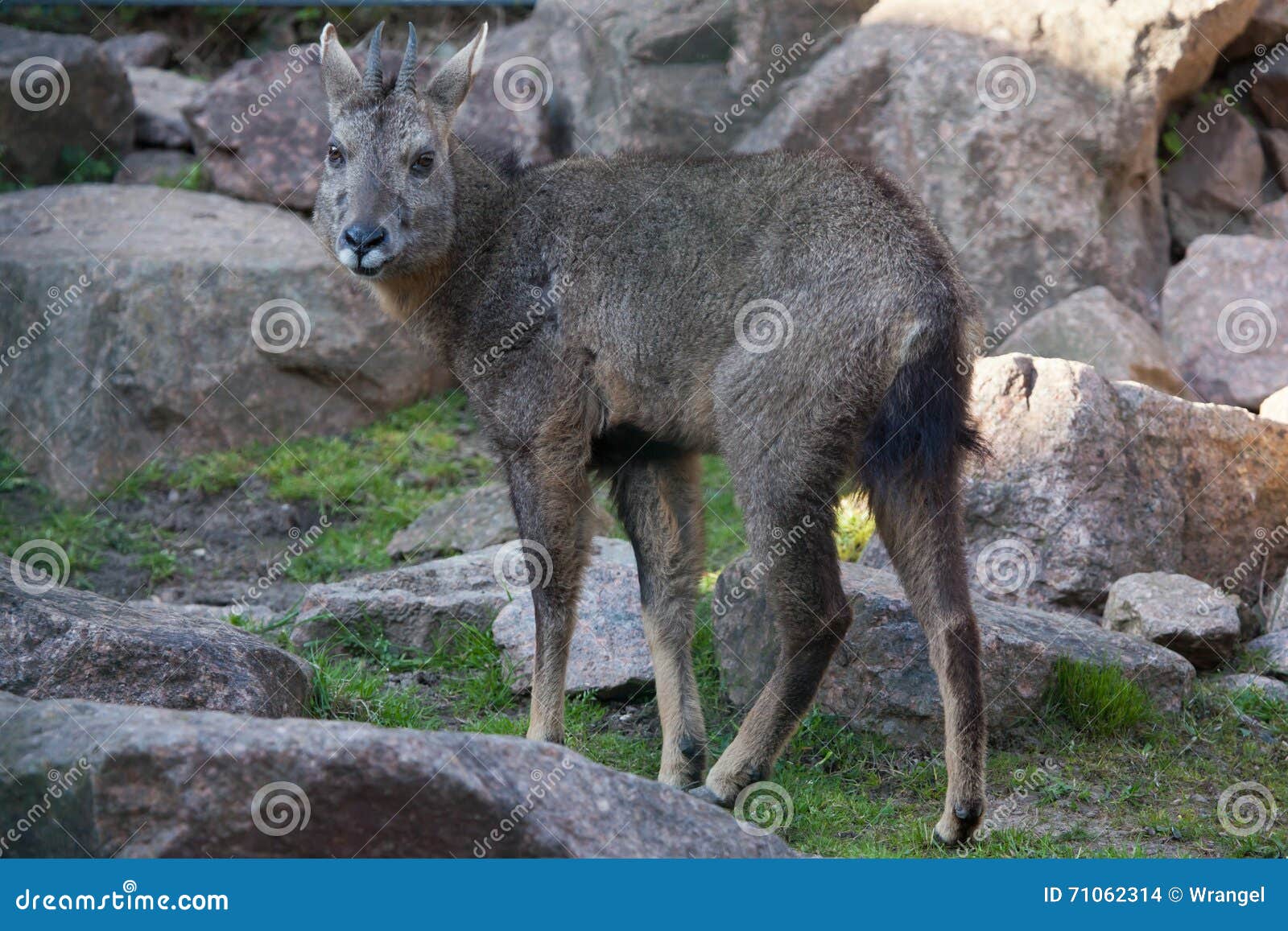 chinese goral (nemorhaedus griseus).