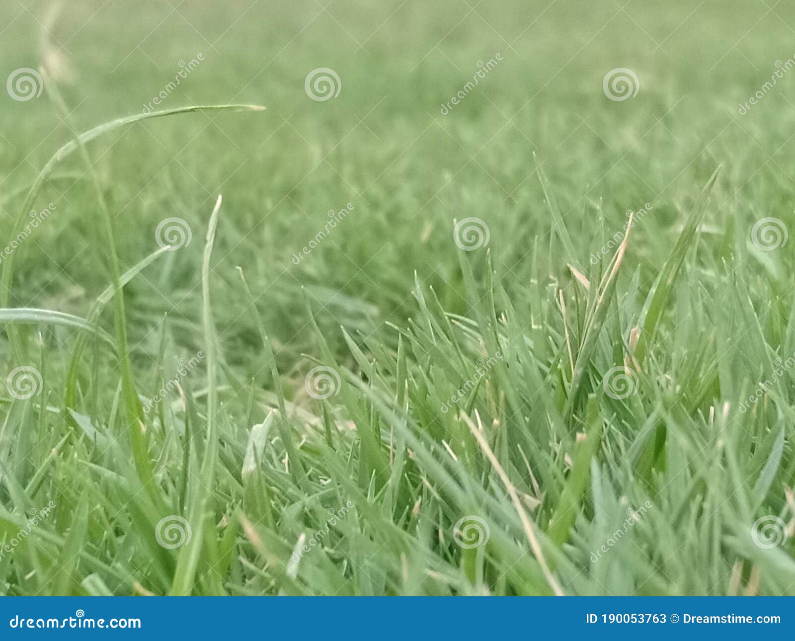 Chinese green grass stock image. Image of crop, meadow 190053763