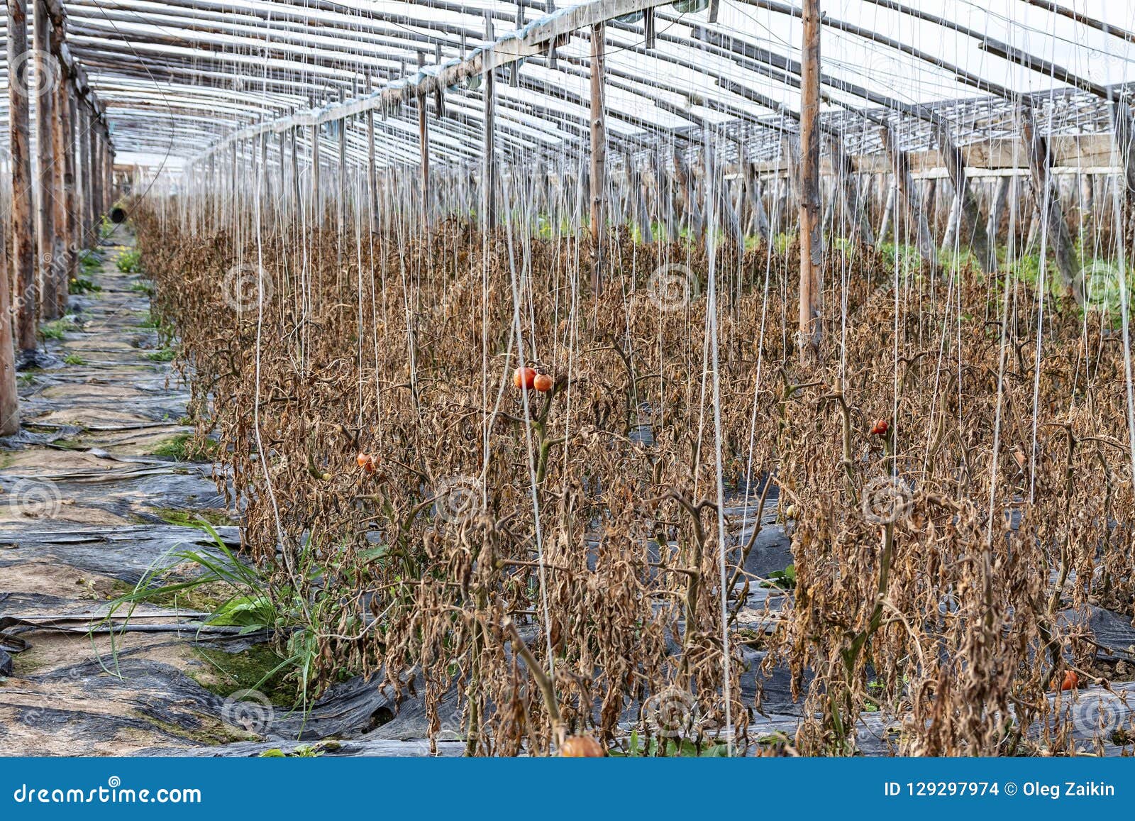 Chinese Greenhouses in the Fall after Harvest Stock Photo Image of