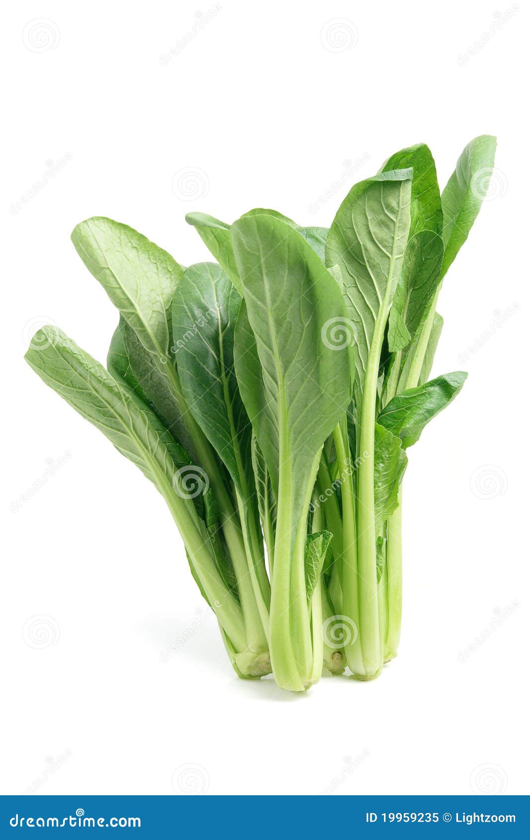 Chinese Greens stock image. Image of dietary, isolated - 19959235