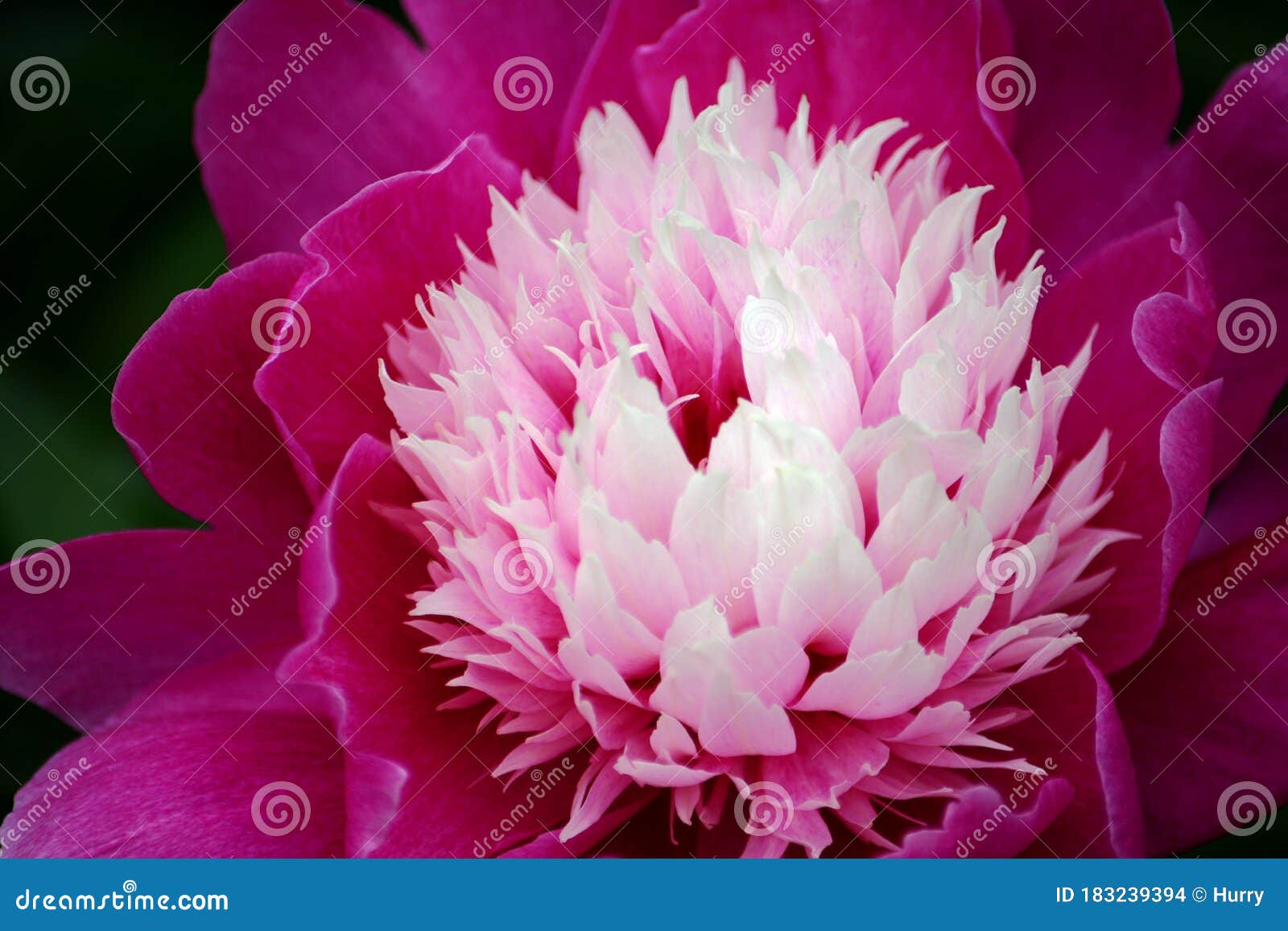 Chinese herbaceous peony stock photo. Image of flower ... Chinese herbaceous peony stock photo. Image of flower ...
