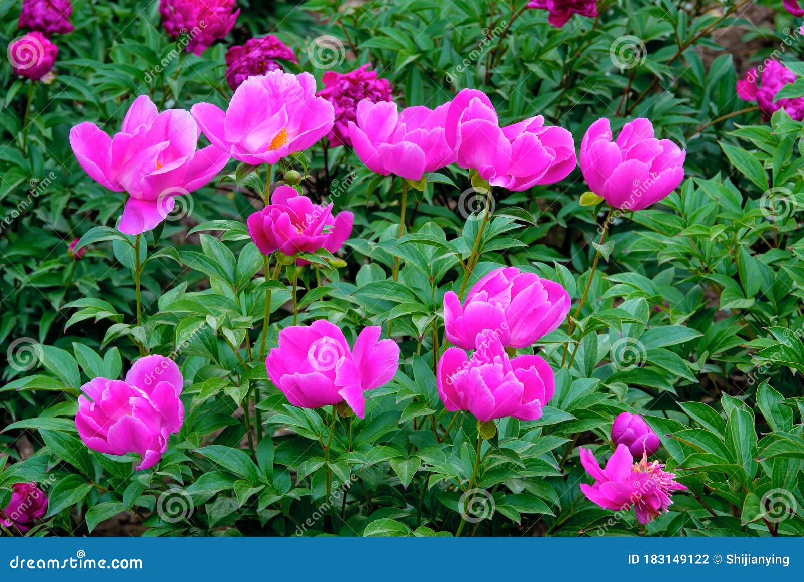 Chinese herbaceous peony stock photo. Image of flowers ... Chinese herbaceous peony stock photo. Image of flowers ...