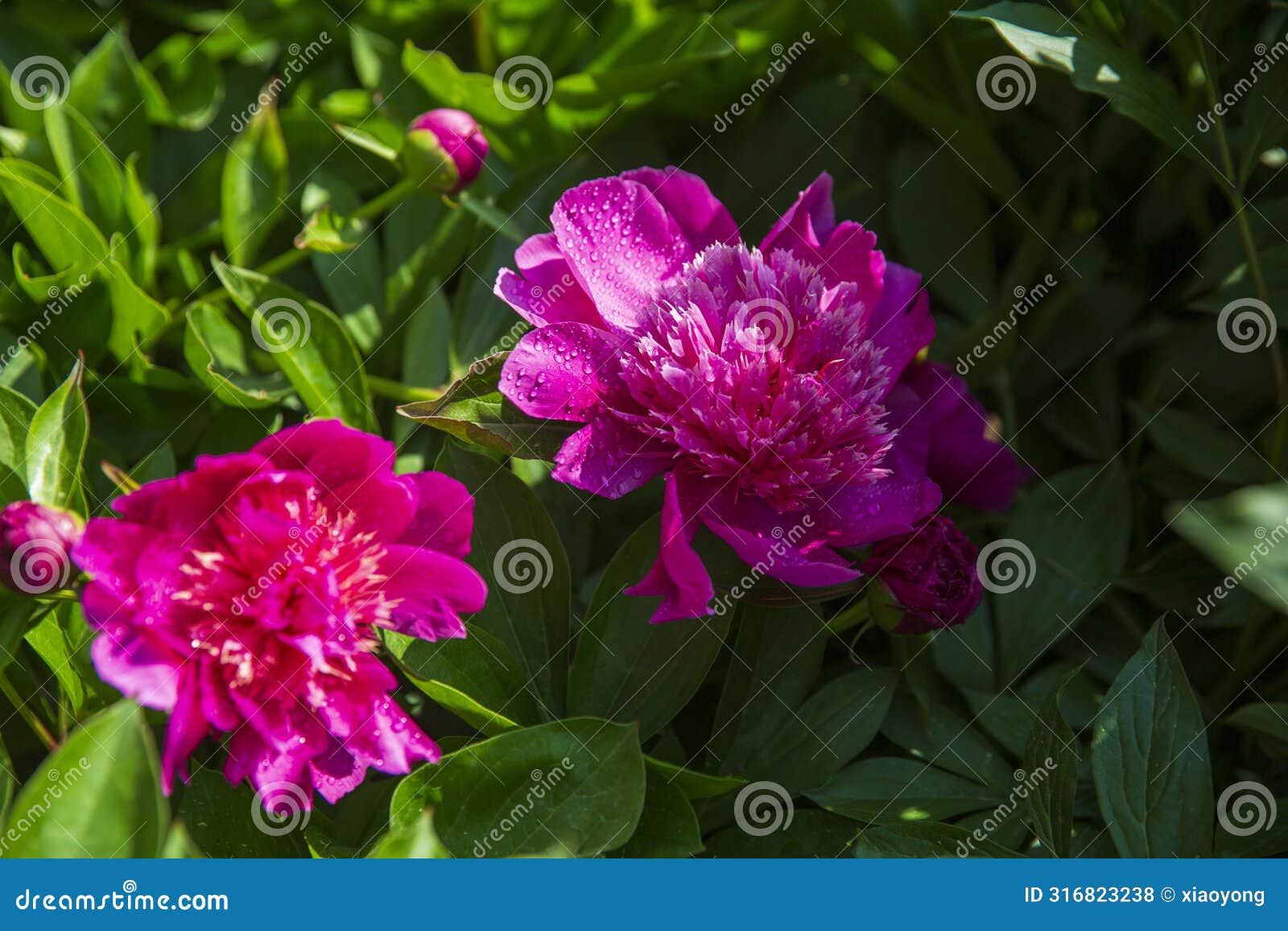 chinese herbaceous peony