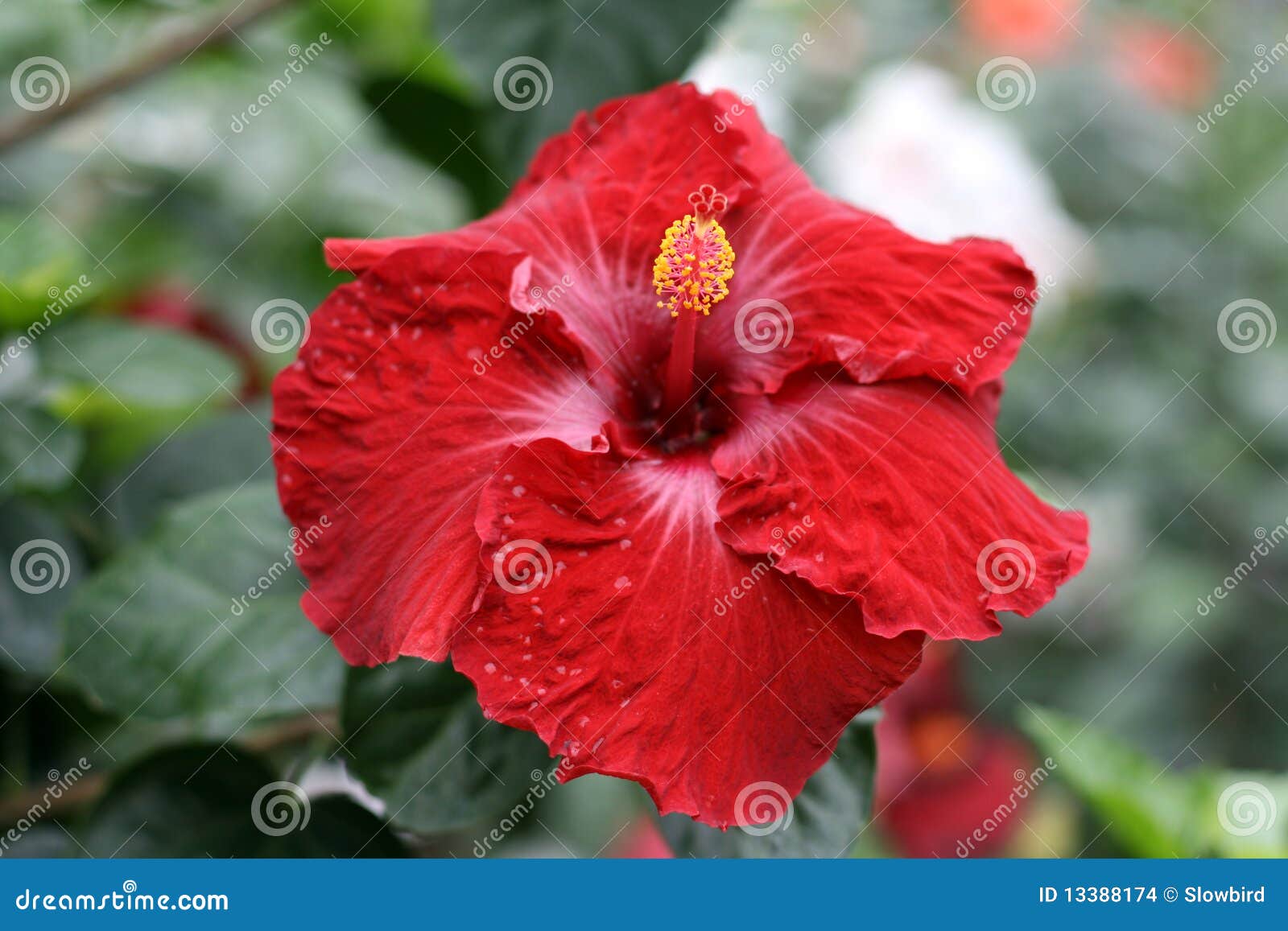 Chinese Hibiscus Latin Name Hibiscus Rosa Sinensis RoyaltyFree Stock