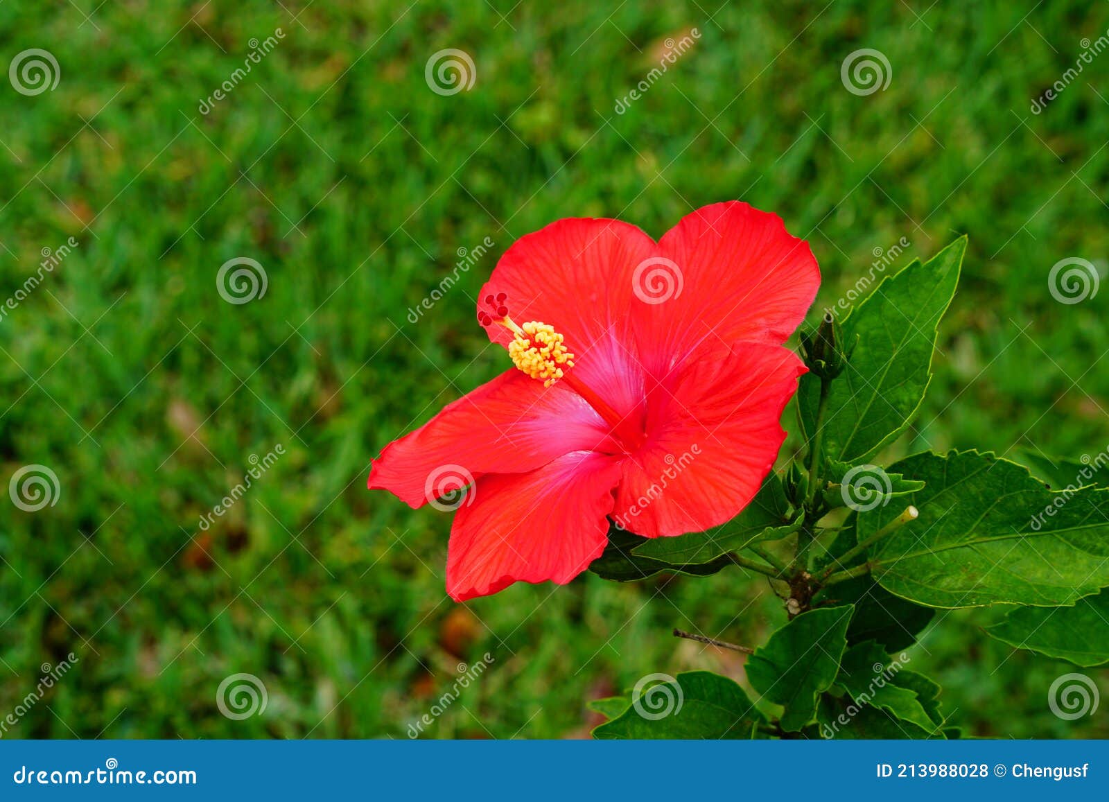Chinese hibiscus flower stock photo. Image of culture 213988028