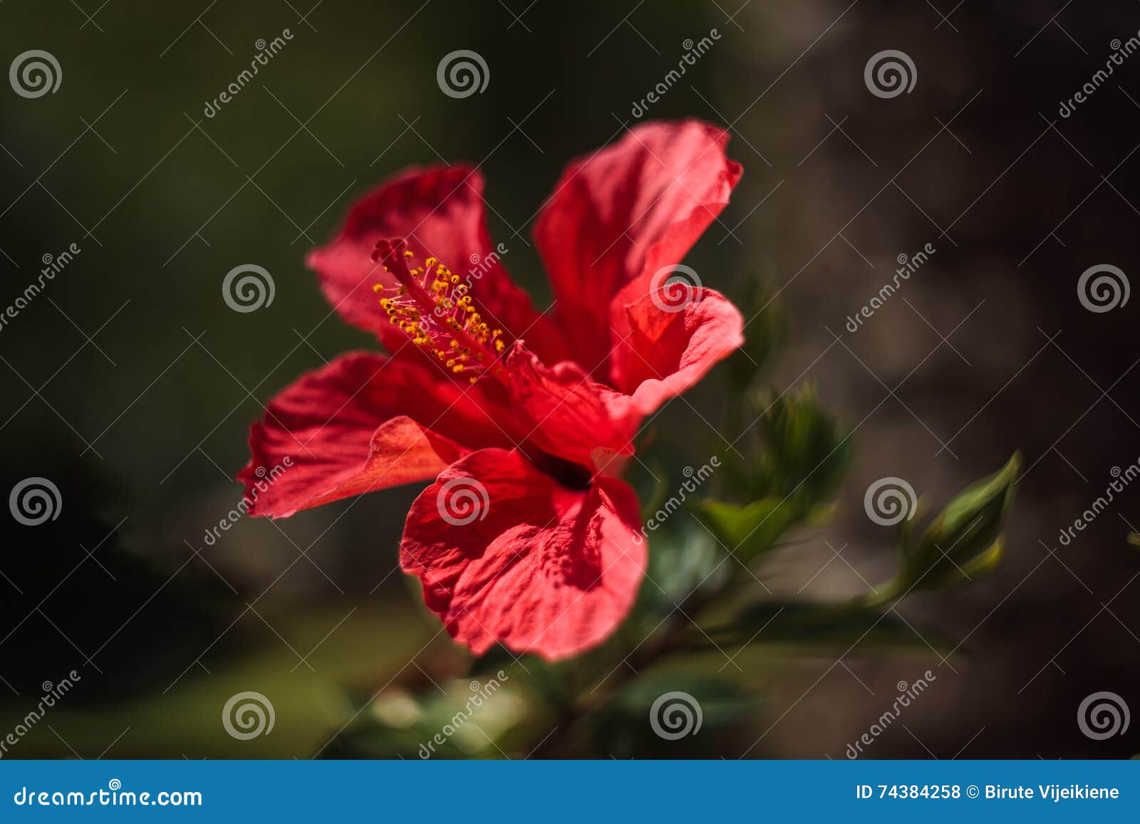 Chinese Hibiscus (Hibiscus Rosa-sinensis) Stock Photo - Image of flora ...