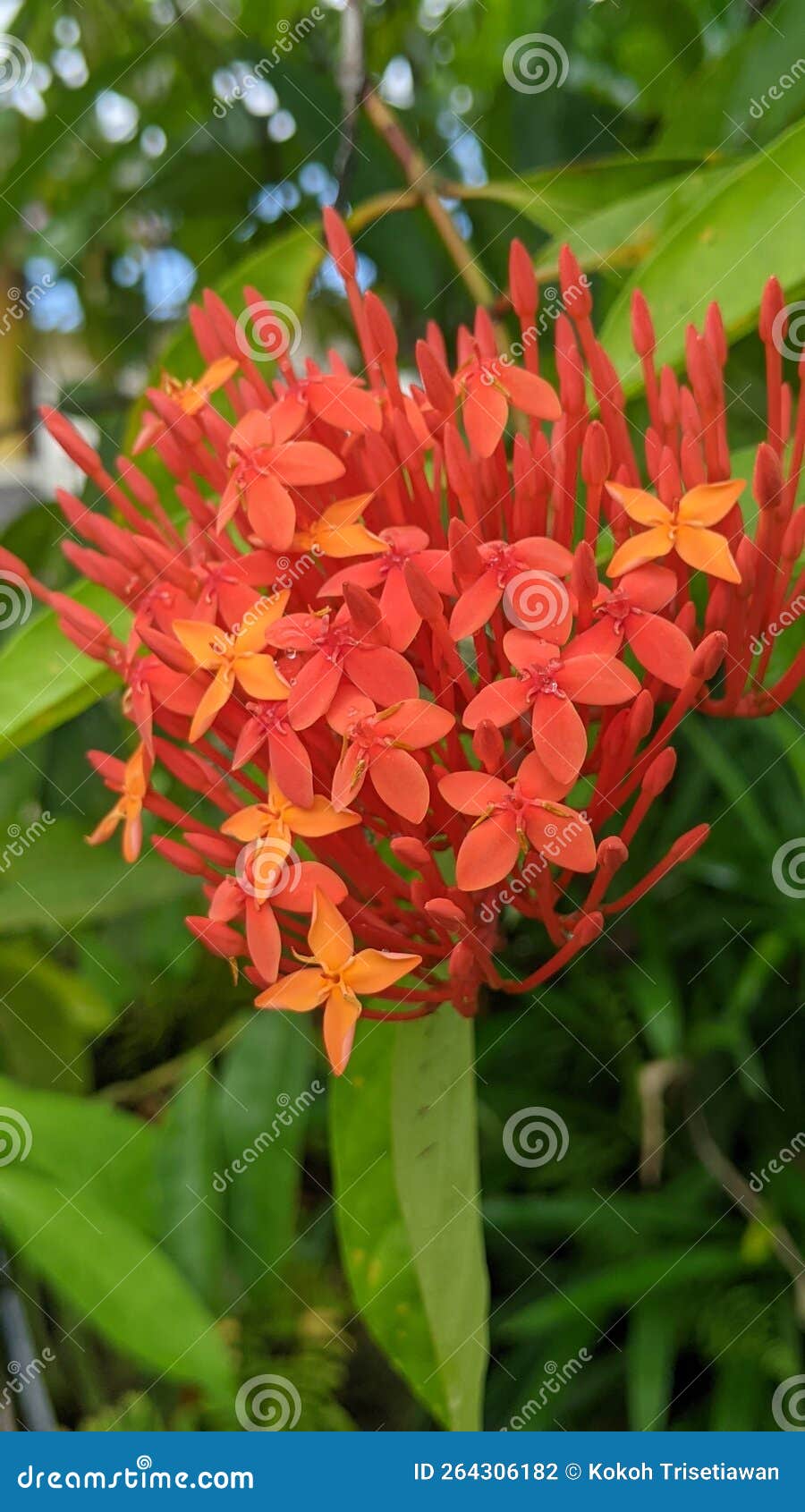 Chinese Ixoria Flower stock photo. Image of leaf, shrub 264306182