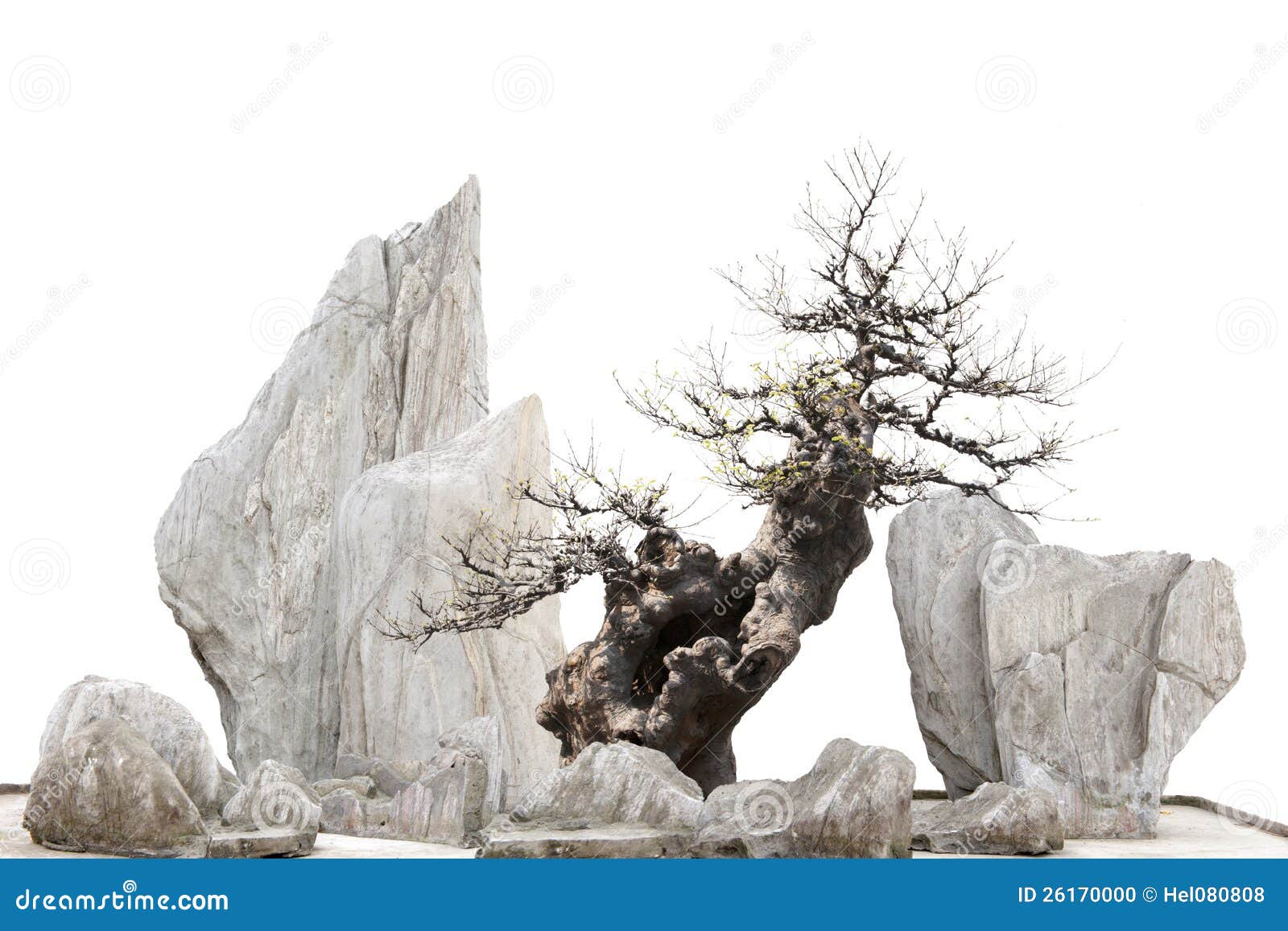 Chinese Japanese Bonsai Tree and Stones Stock Photo Image of form, bonsai 26170000