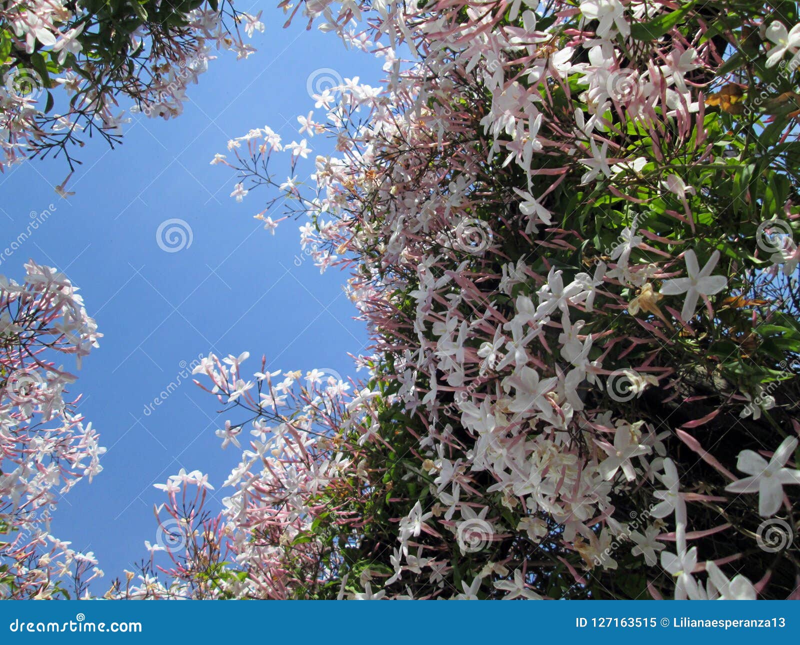 Chinese Jasmine China Jasmine Winter Jasmine Stock Image Image of