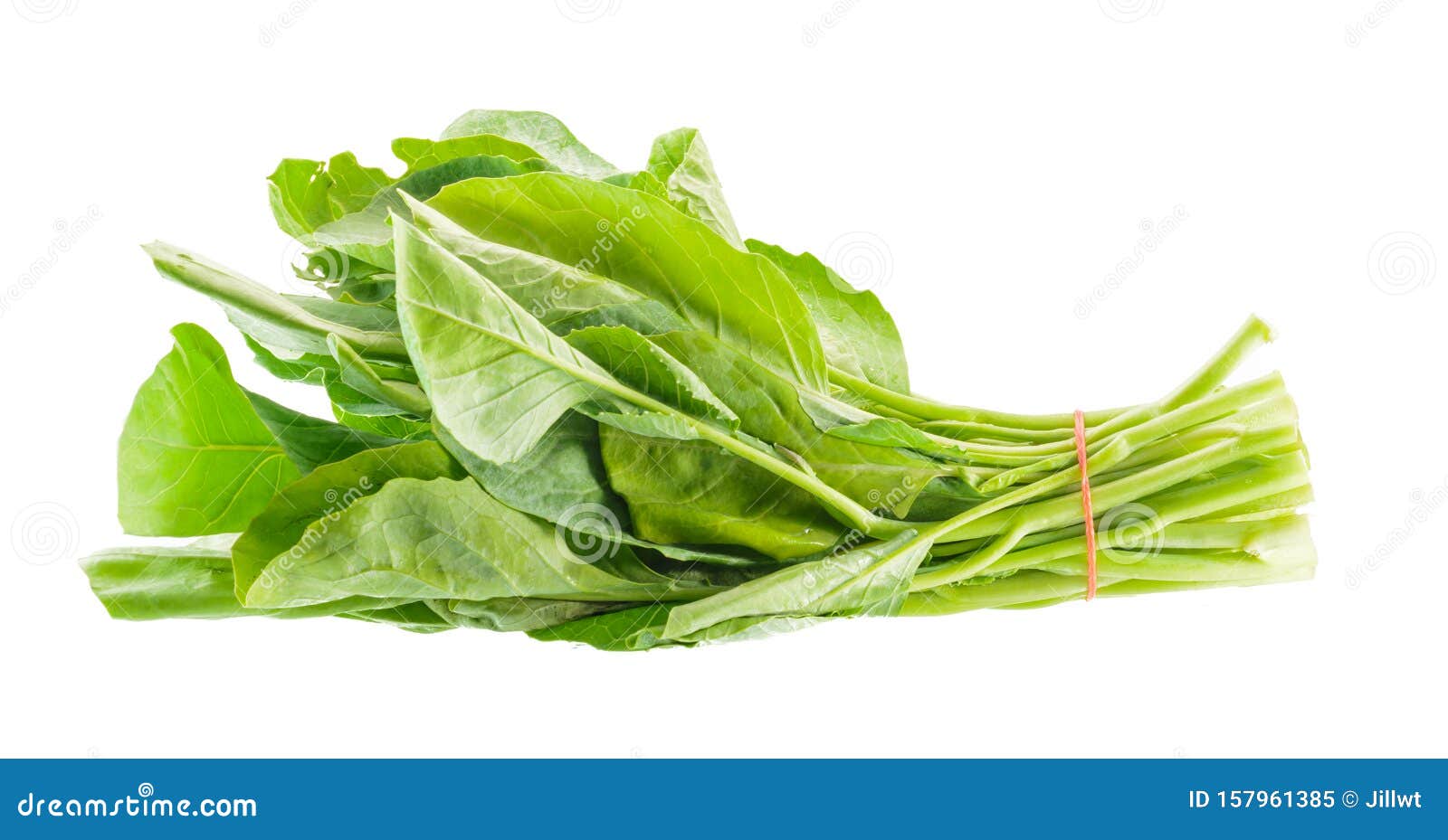 Chinese kale stock image. Image of vegetarian, agriculture 157961385