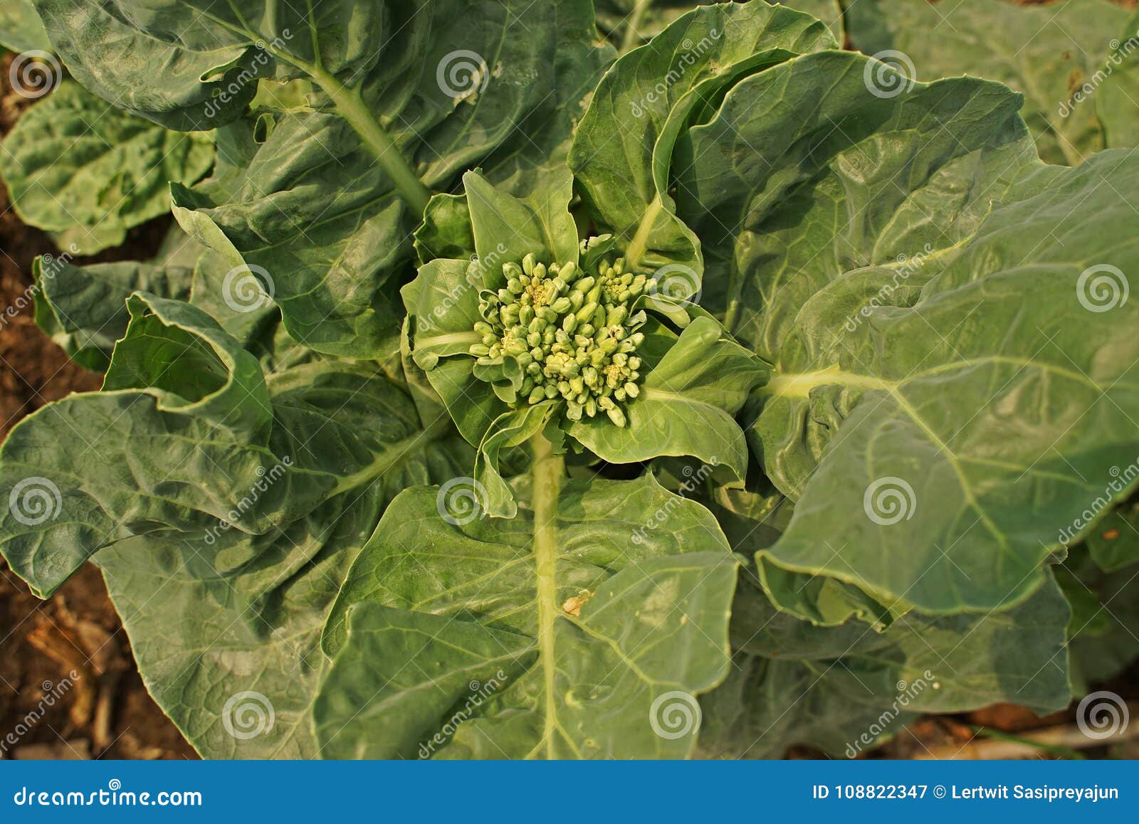 Chinese Kale with Flower Buds Stock Image Image of green, healthy