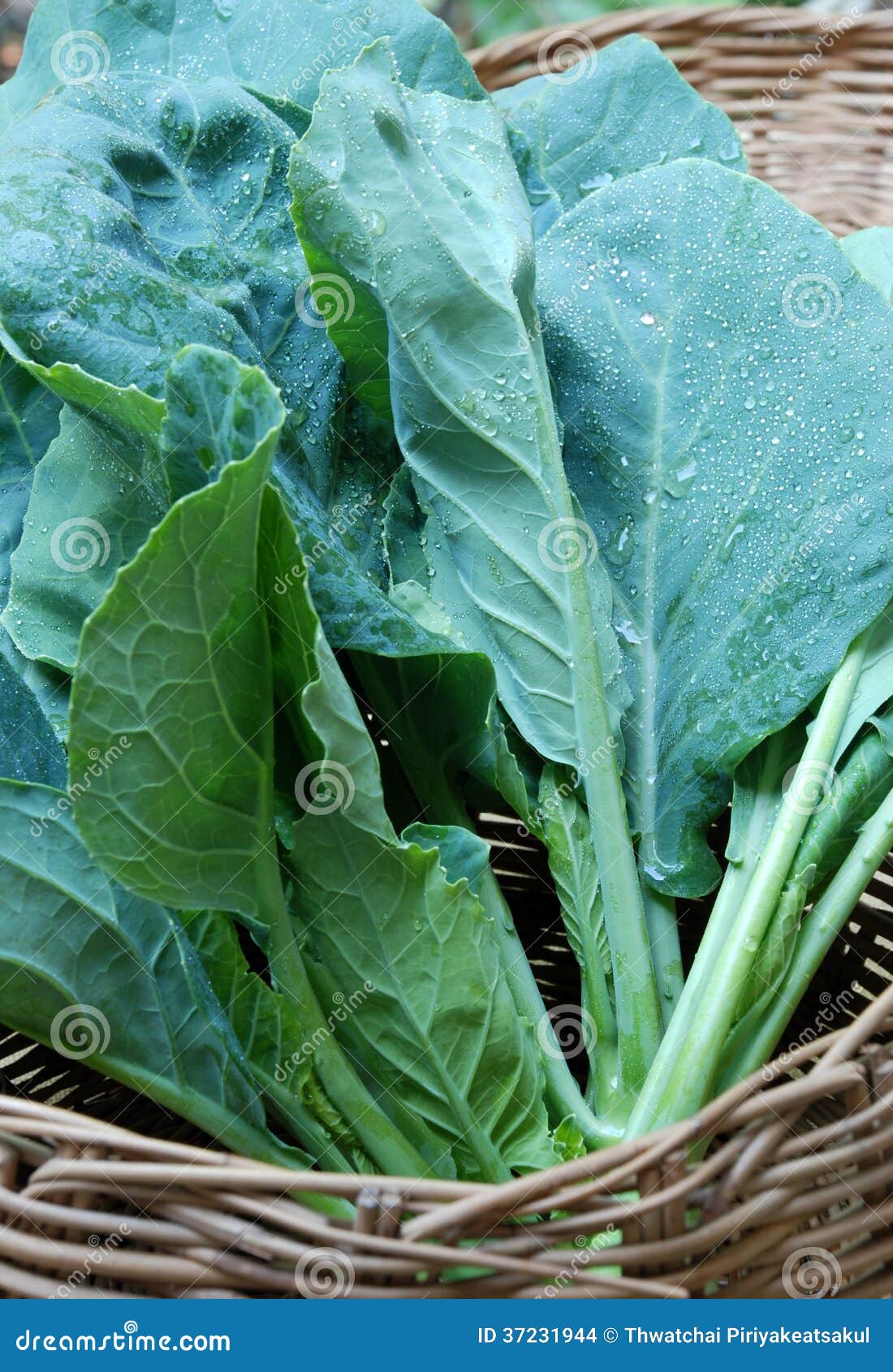 Chinese Kale stock photo. Image of dirt, harvesting, field 37231944