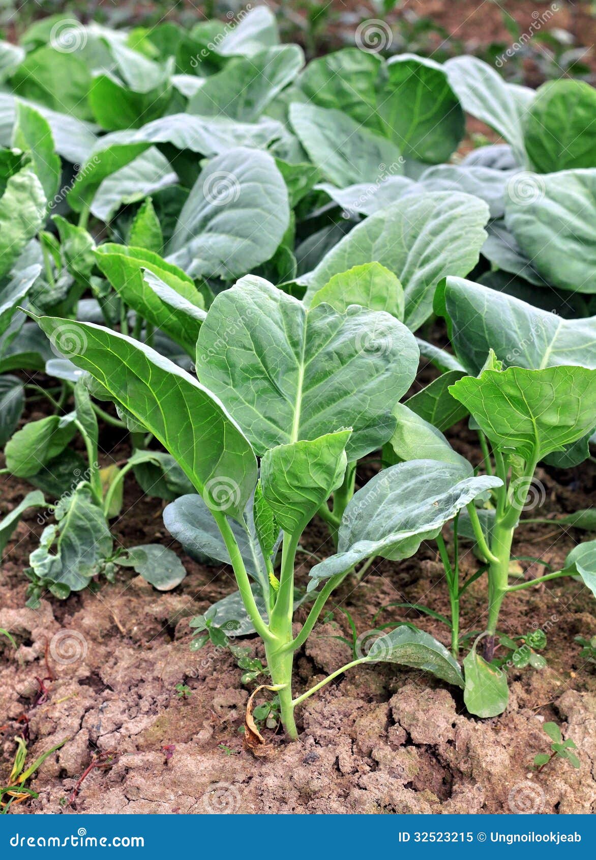 Chinese kale stock image. Image of agriculture, grow 32523215