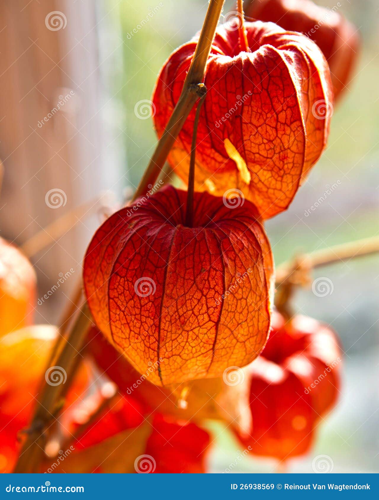 Chinese lantern flowers stock image. Image of lampion 26938569