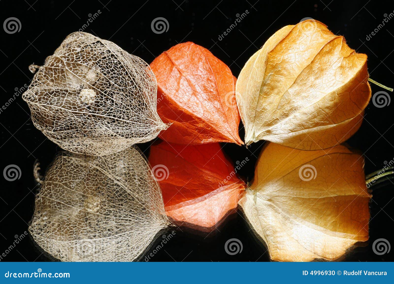 Chinese Lantern Fruits stock photo. Image of asia, natural 4996930