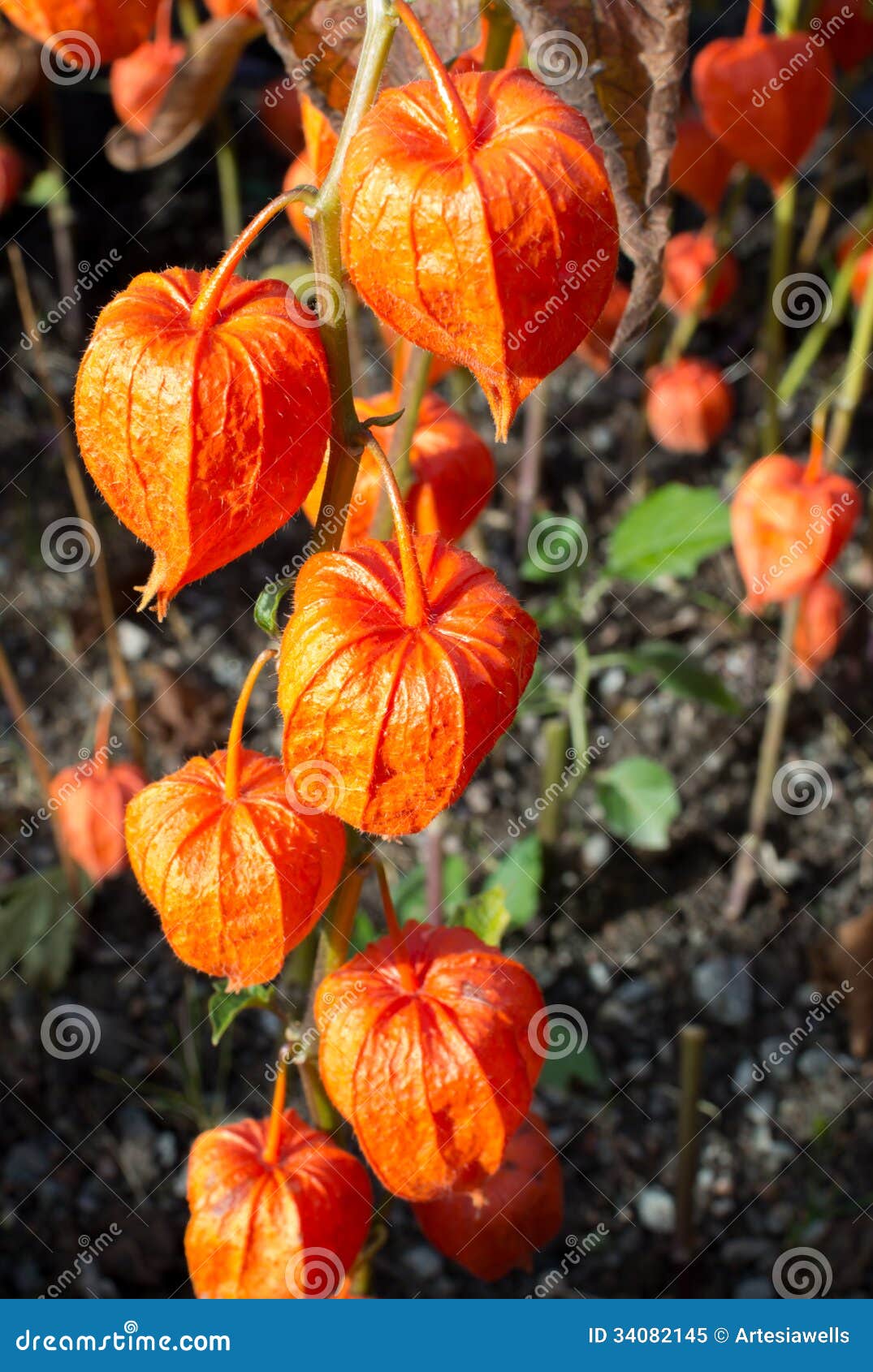 Chinese lanterns stock image. Image of leaf, healthy 34082145