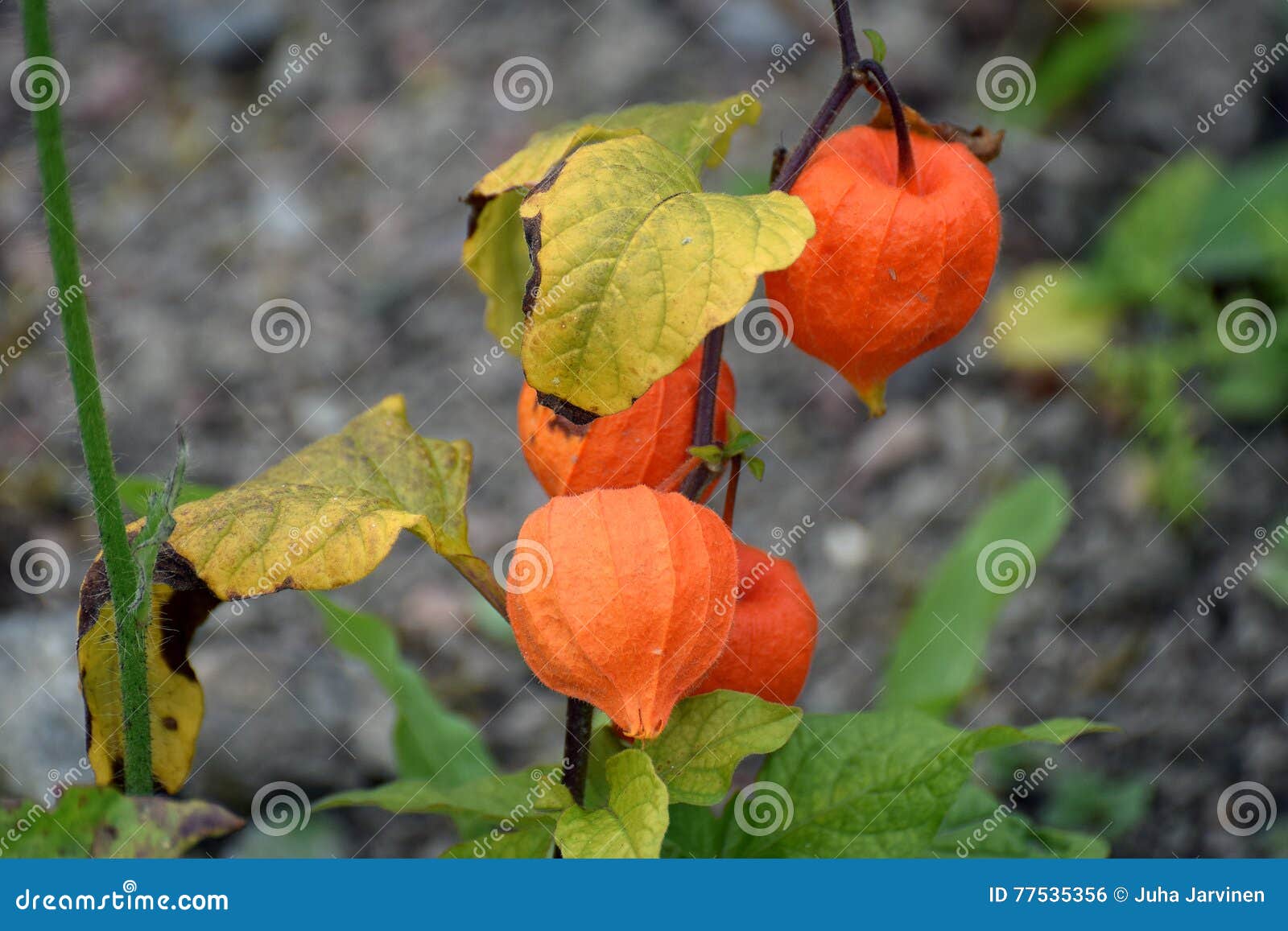 Chinese lanterns stock photo. Image of korea, plant, autumn 77535356