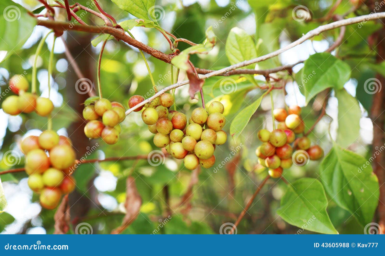 Chinese Magnolia Vine Berries Stock Photo Image of garden, china