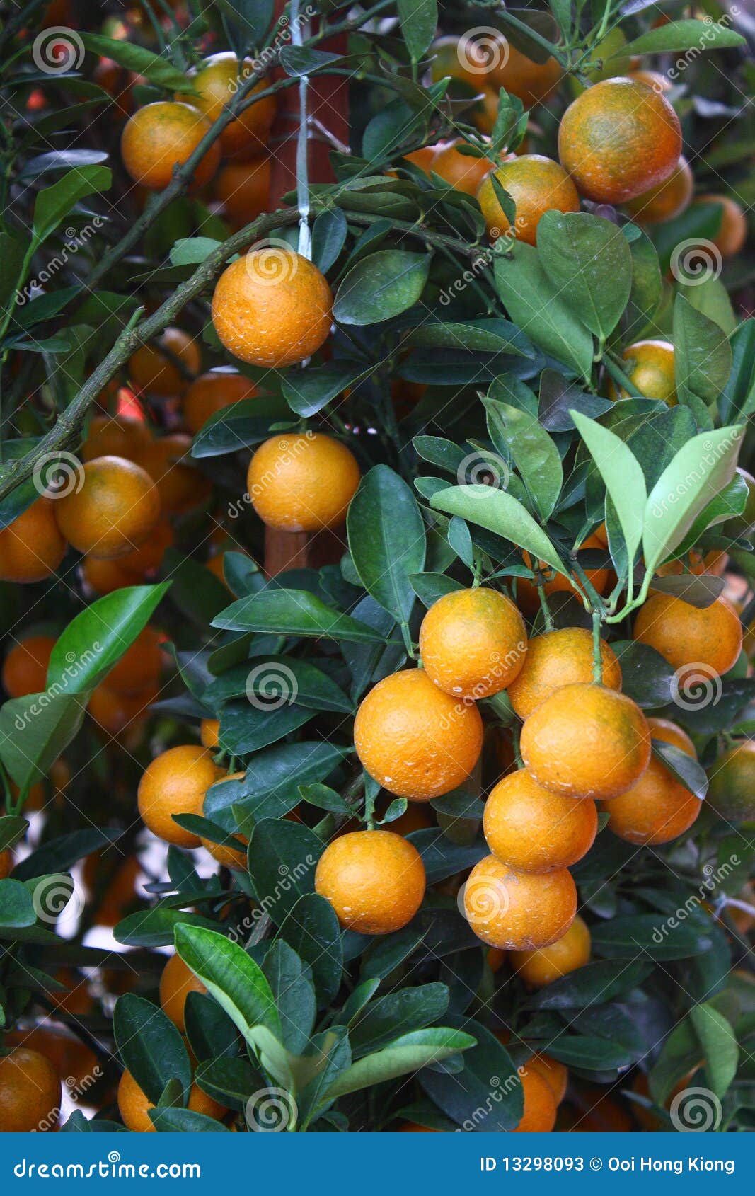 Chinese Mandarin Orange stock image. Image of delicious 13298093