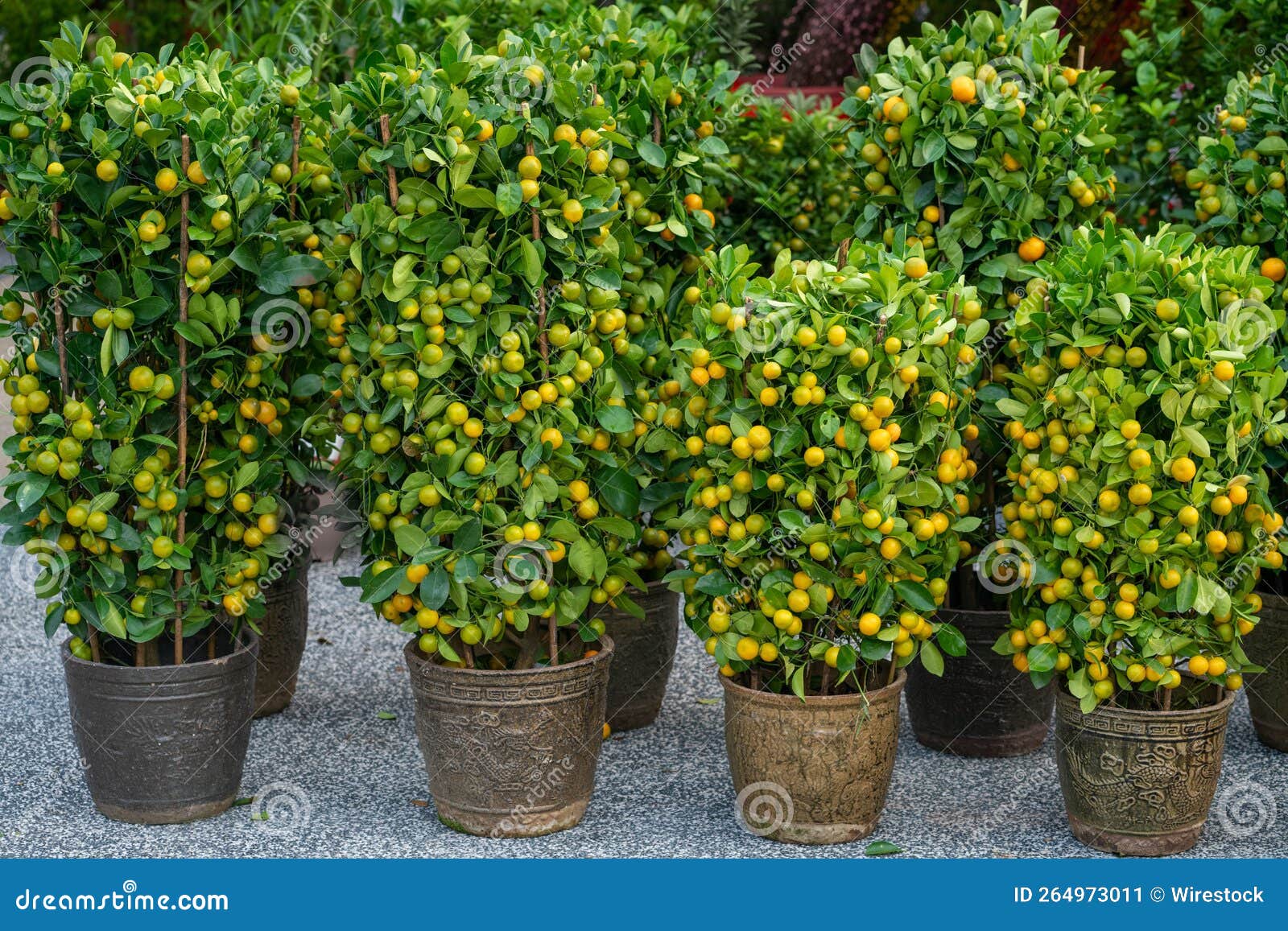Chinese Mandarin Orange Trees in Pots. Stock Image Image of chinese
