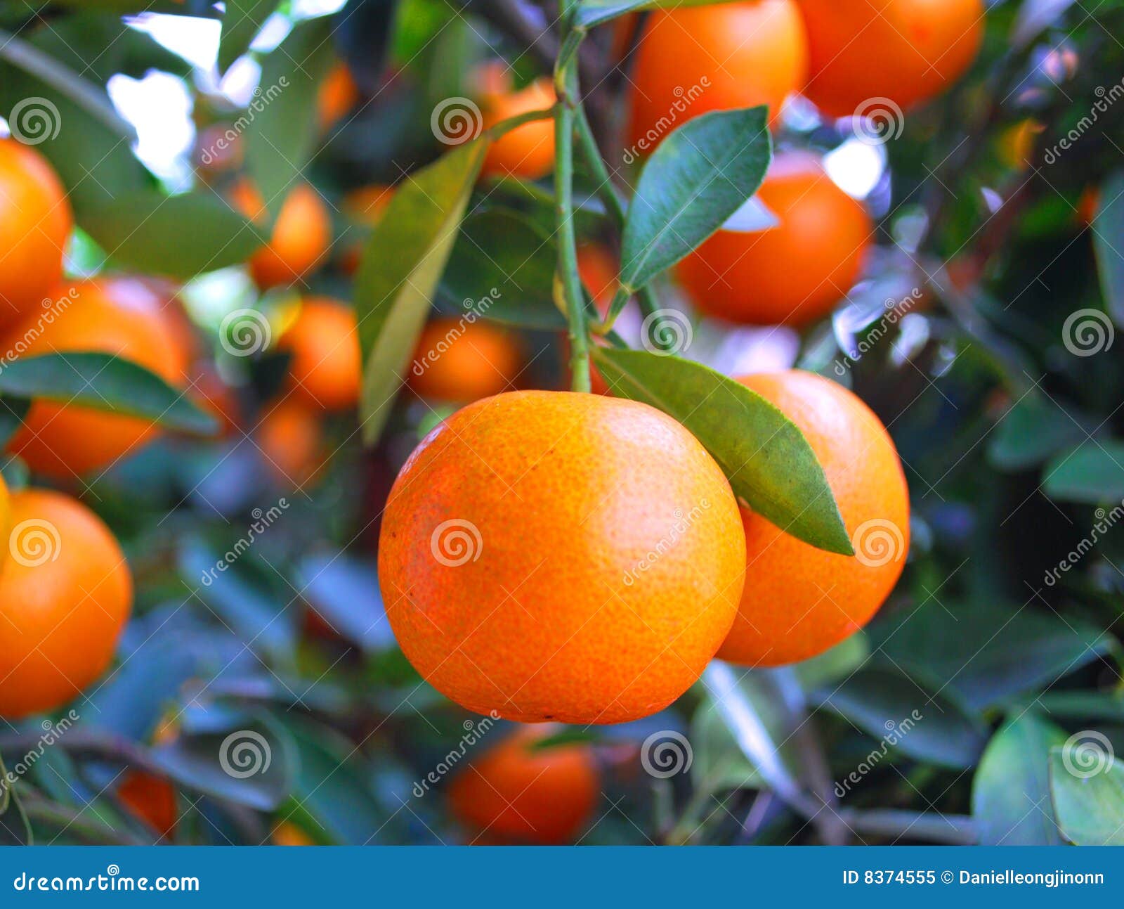 Chinese mandarin oranges stock image. Image of delicious 8374555