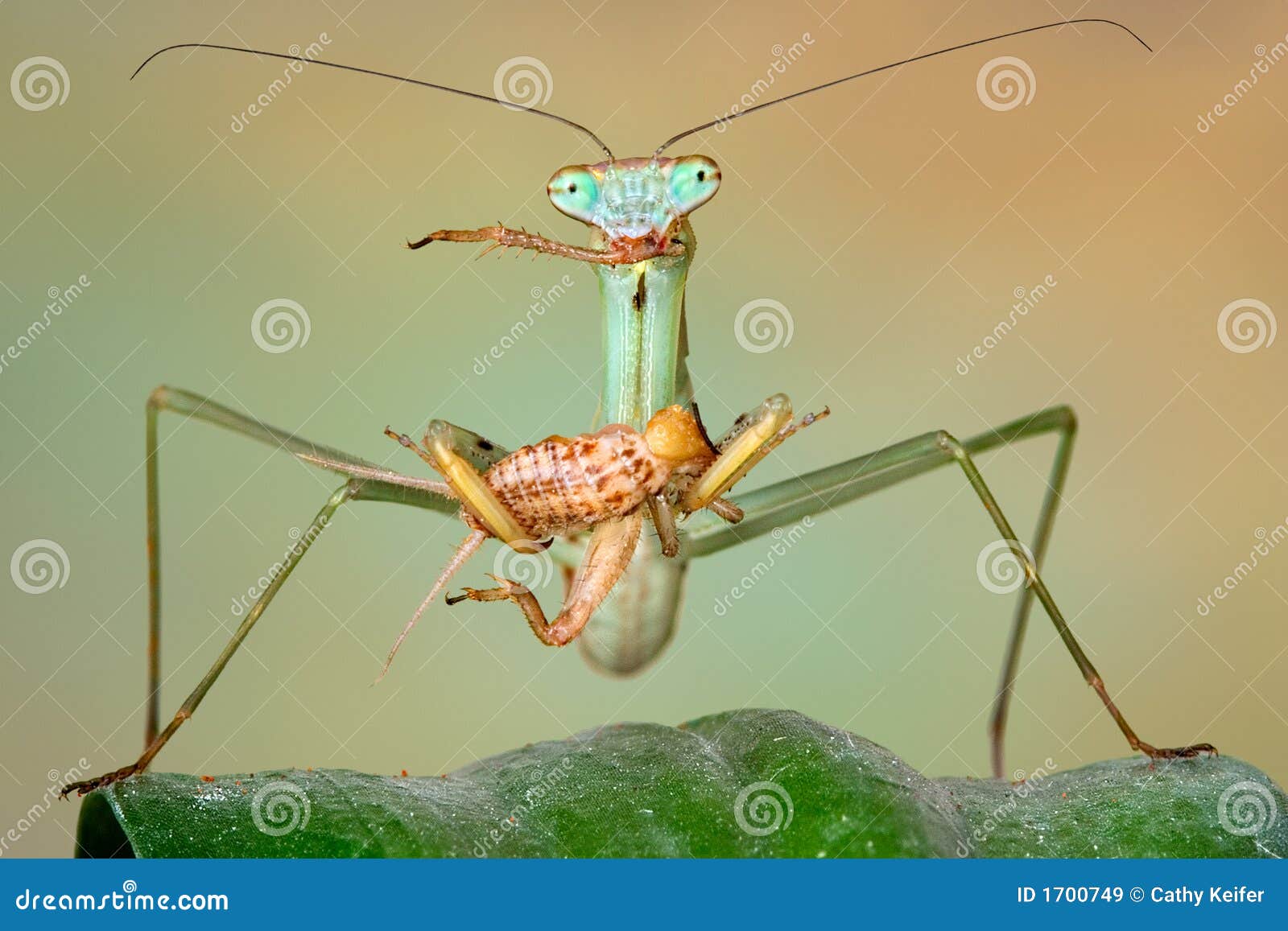 Chinese Mantis Eating Cricket Stock Image Image of wildlife, nymph 1700749