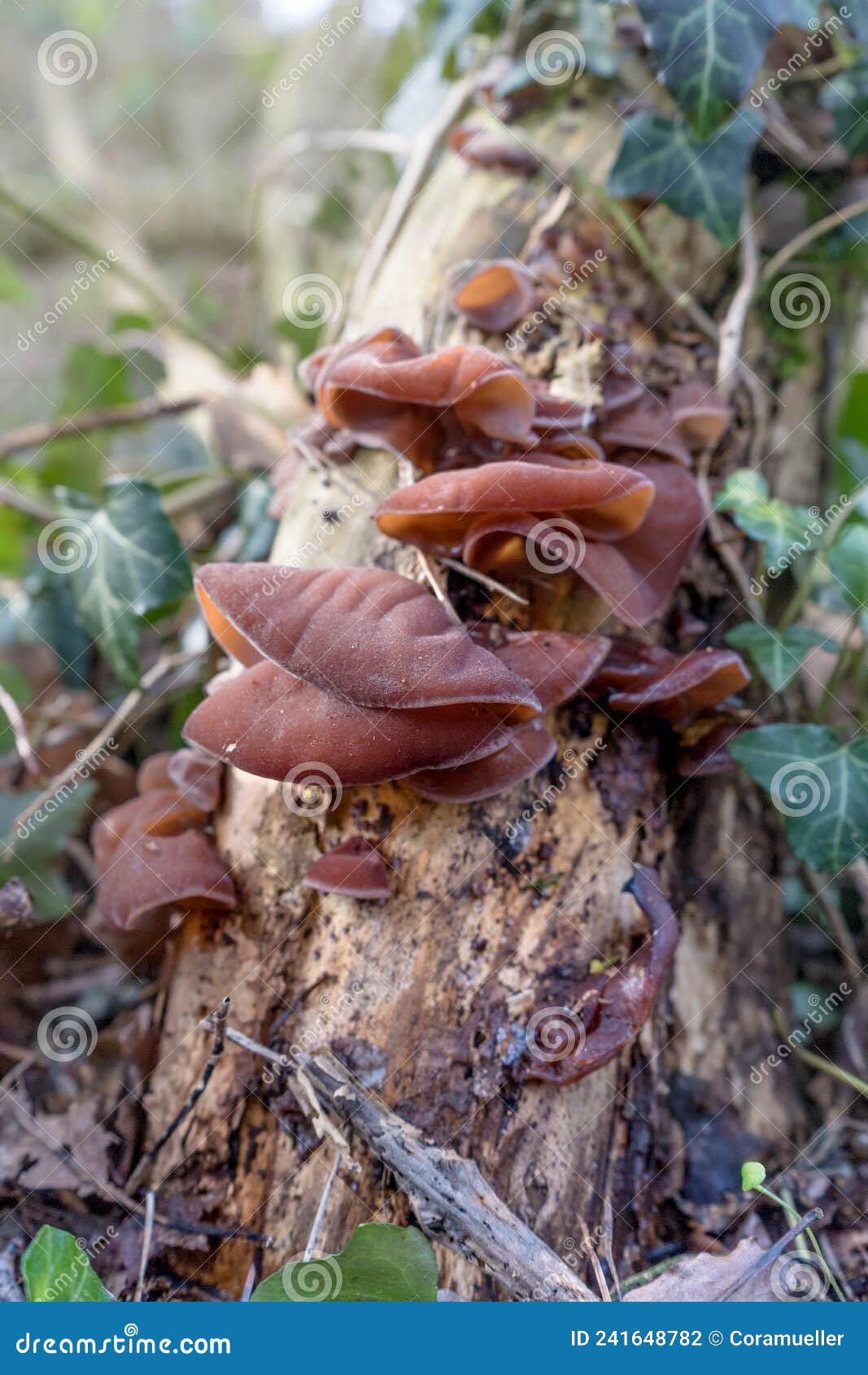 Chinese morels in the wood stock photo. Image of morels 241648782