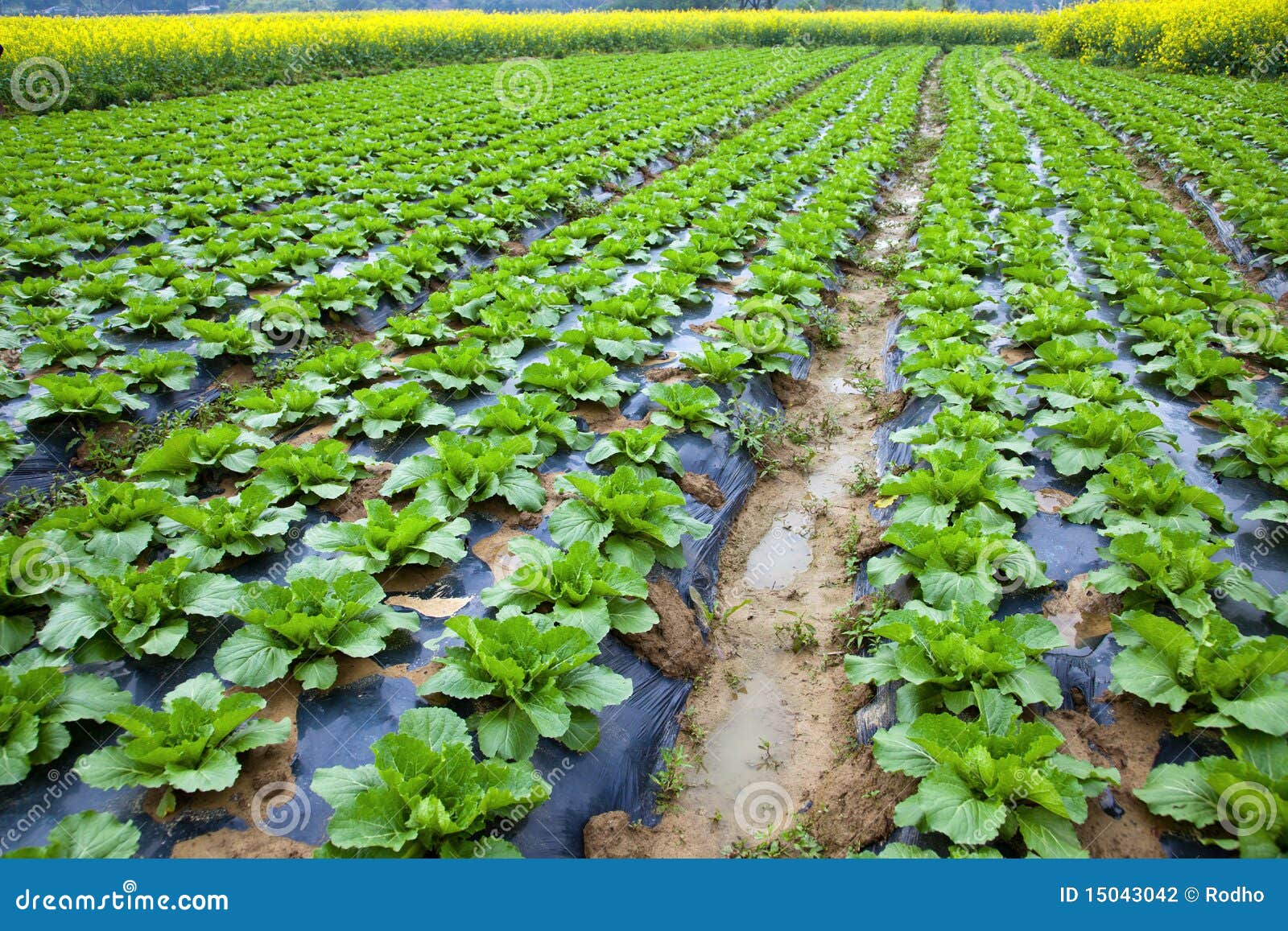 Chinese mustard field stock photo. Image of landscaped 15043042
