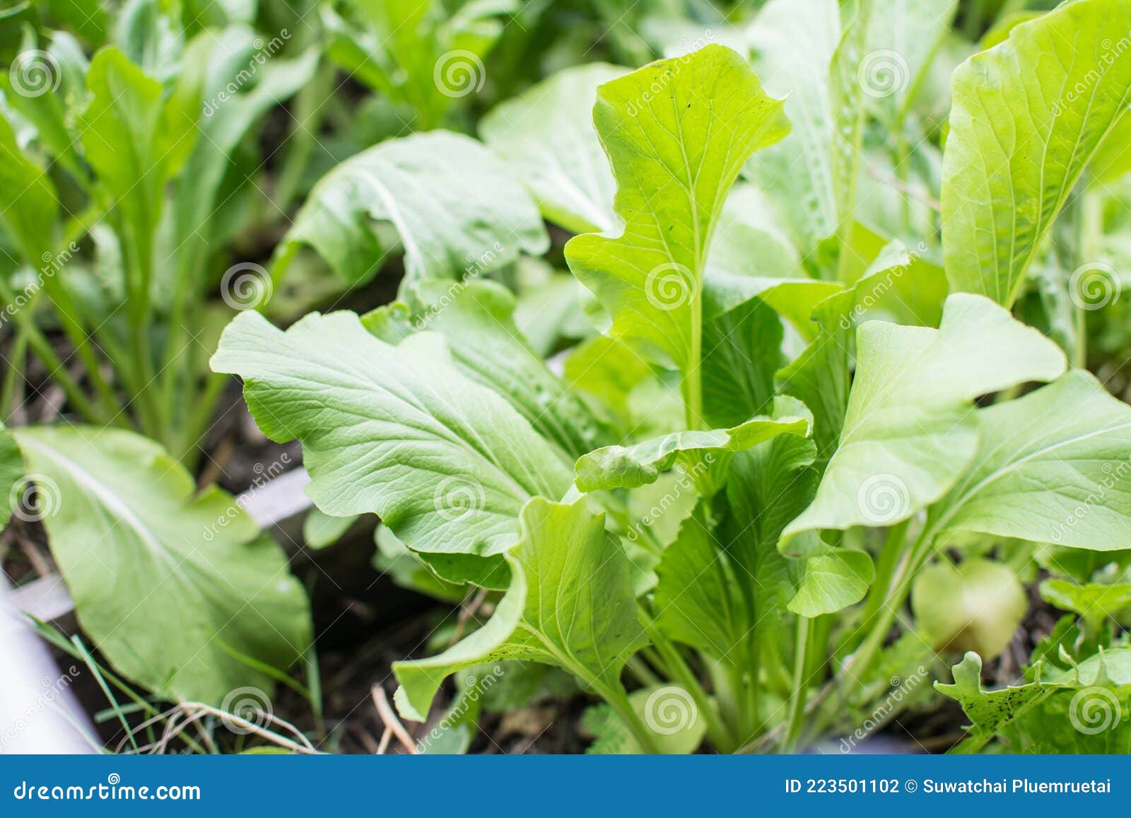 Chinese Mustard Green Vegetable Planting Stock Photo Image of healthy