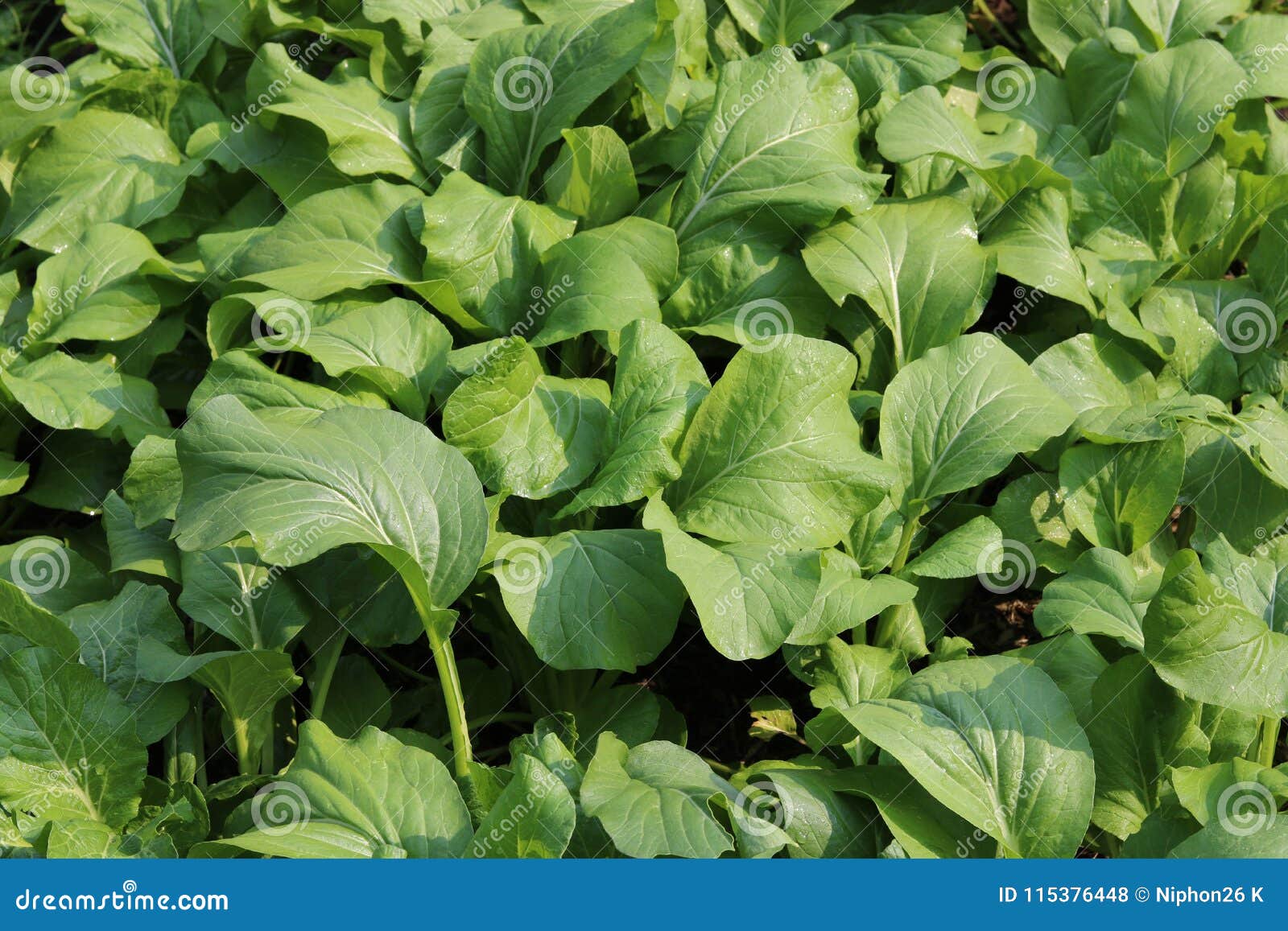 Chinese mustard farm stock photo. Image of chinese, nutrition 115376448