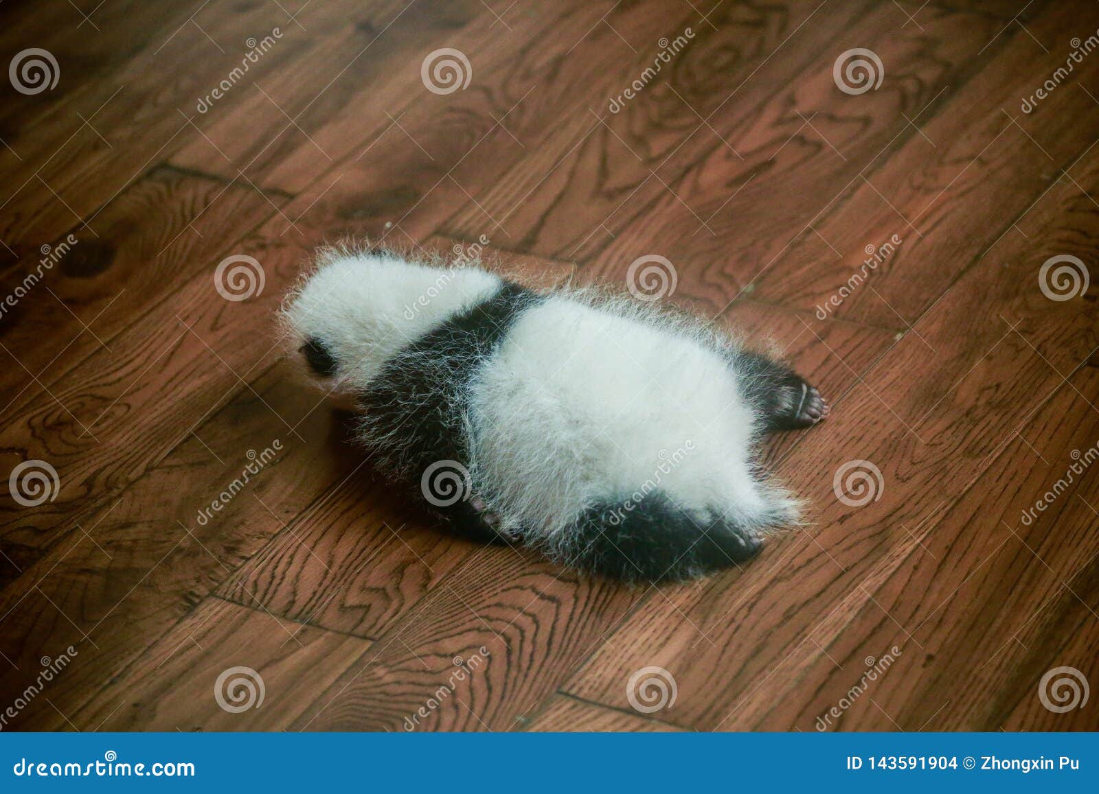 Chinese National Treasure Giant Panda Stock Photo - Image of existing