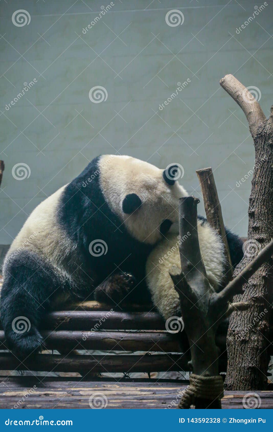 Chinese National Treasure Giant Panda Stock Photo - Image of cute