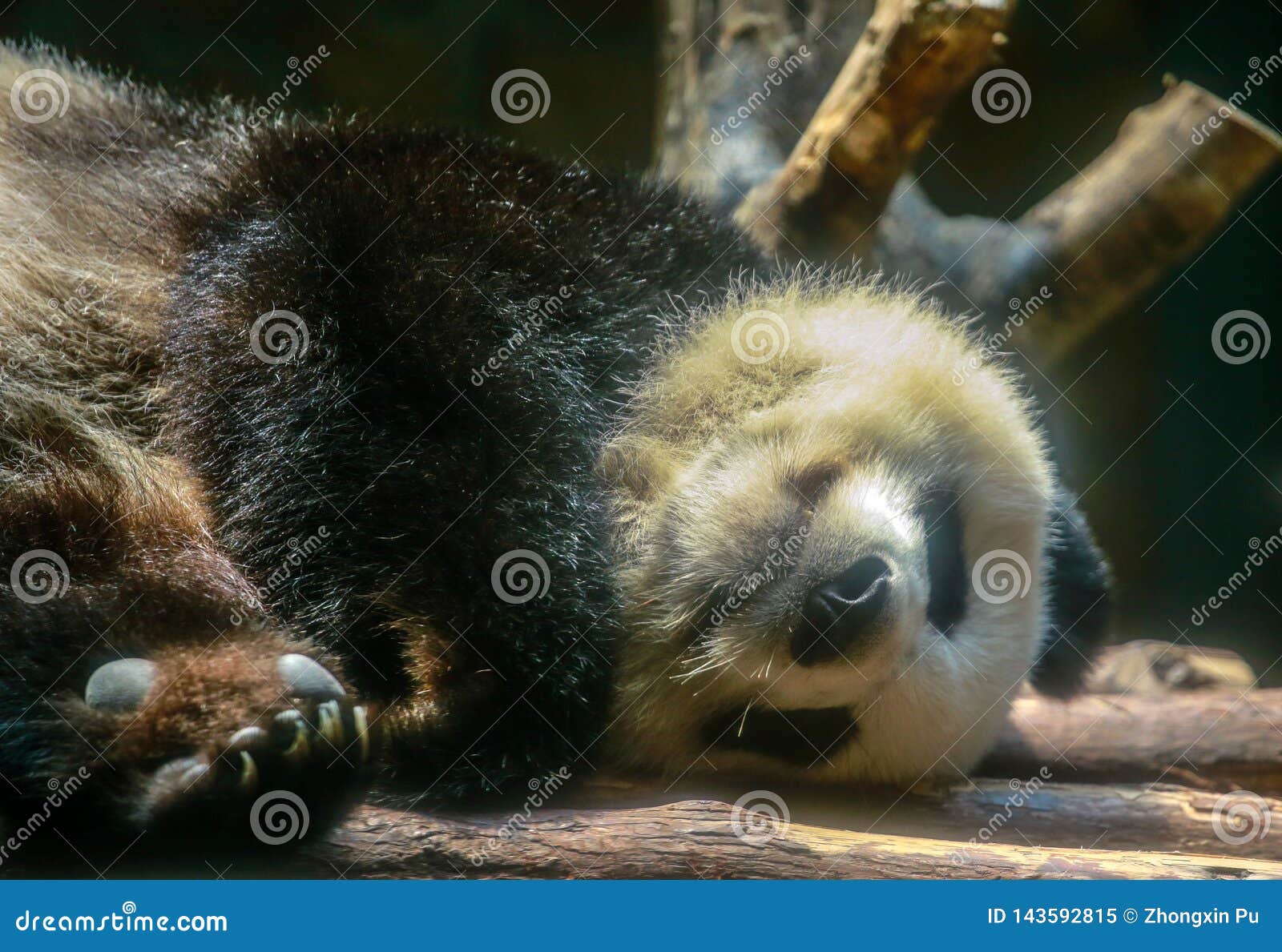 Chinese National Treasure Giant Panda Stock Image - Image of china