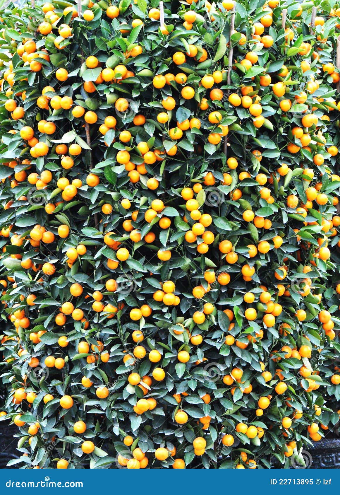 orange trees new year new year orange tree stock image image 22713895 orange trees new year new year orange tree stock image image 22713895