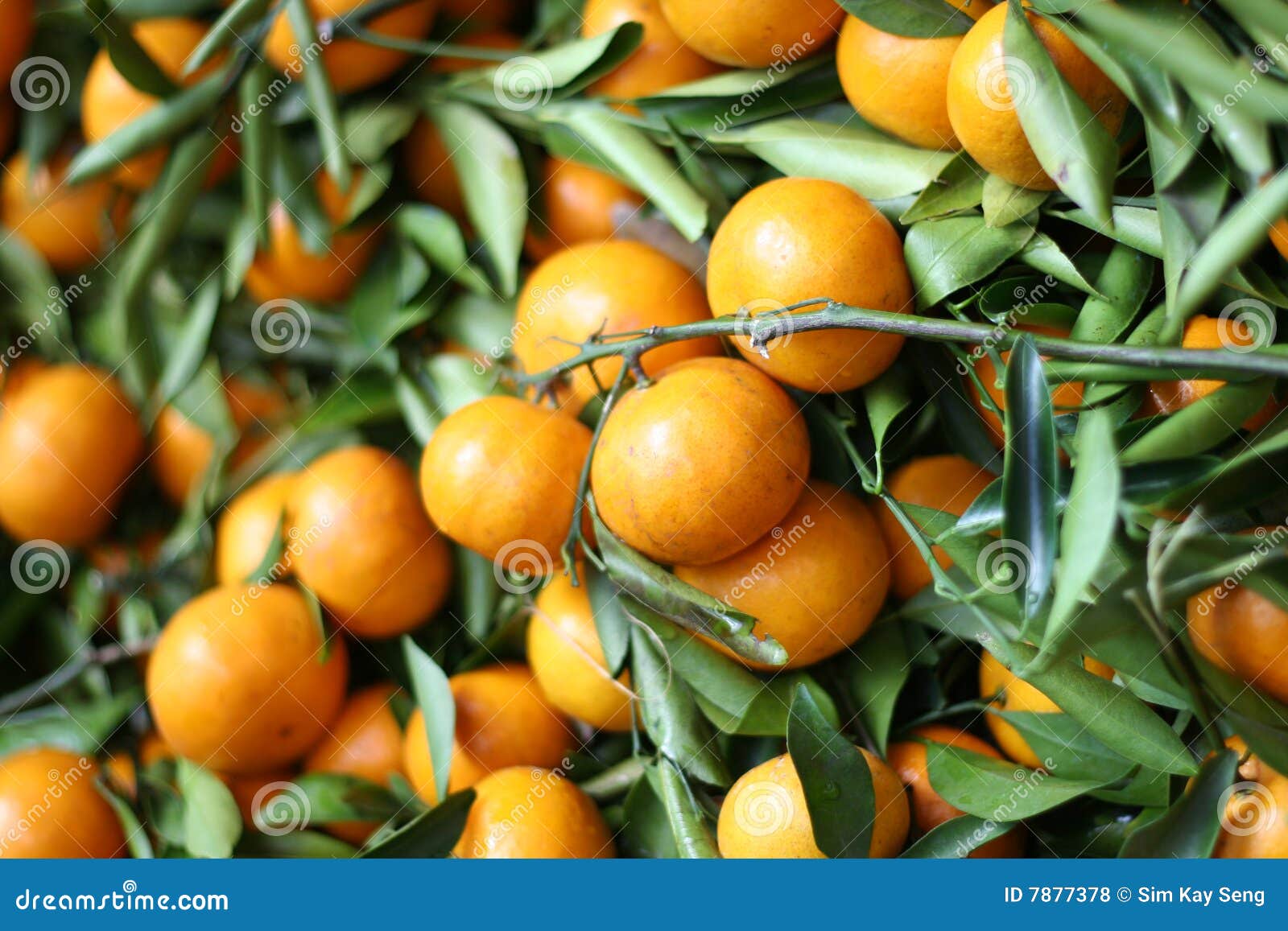 Chinese Oranges stock photo. Image of year, fresh, traditional 7877378