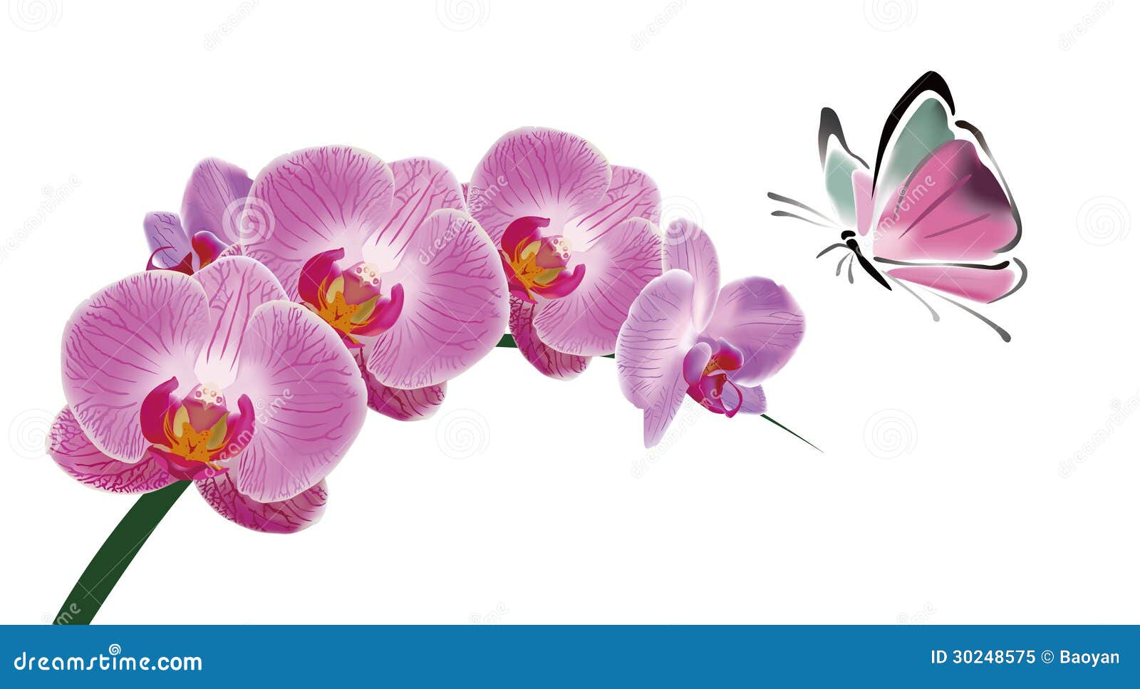 Chinese Orchid Stock Illustrations 1 062 Chinese Orchid Stock Illustrations Vectors Clipart Dreamstime