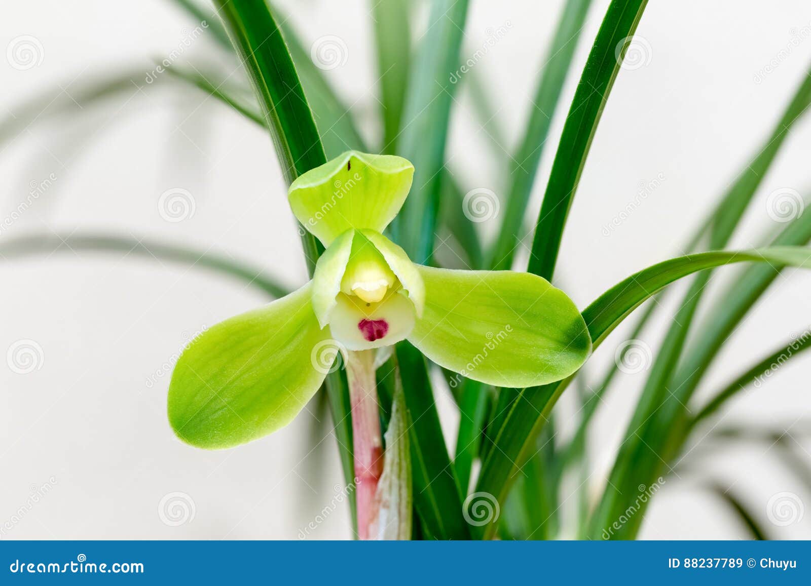 Chinese orchid closeup stock image. Image of bloom, macro 88237789