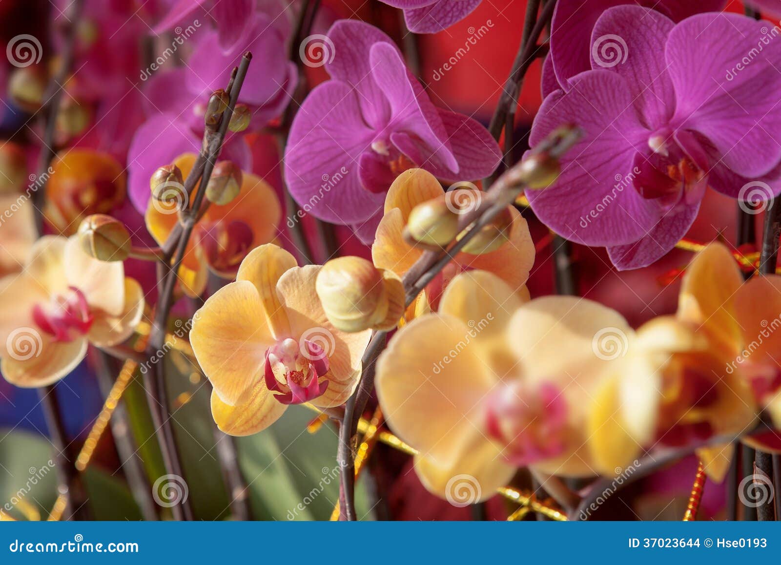 Chinese orchids stock photo. Image of life, growing, orchid 37023644