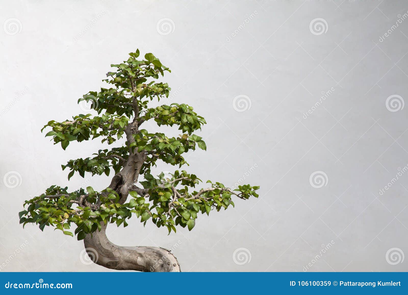 Chinese Ornamental Tree with a White Background Stock Image Image of Chinese Ornamental Tree with a White Background Stock Image Image of