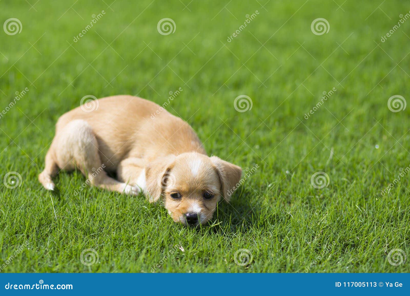 pastoral dog breeds