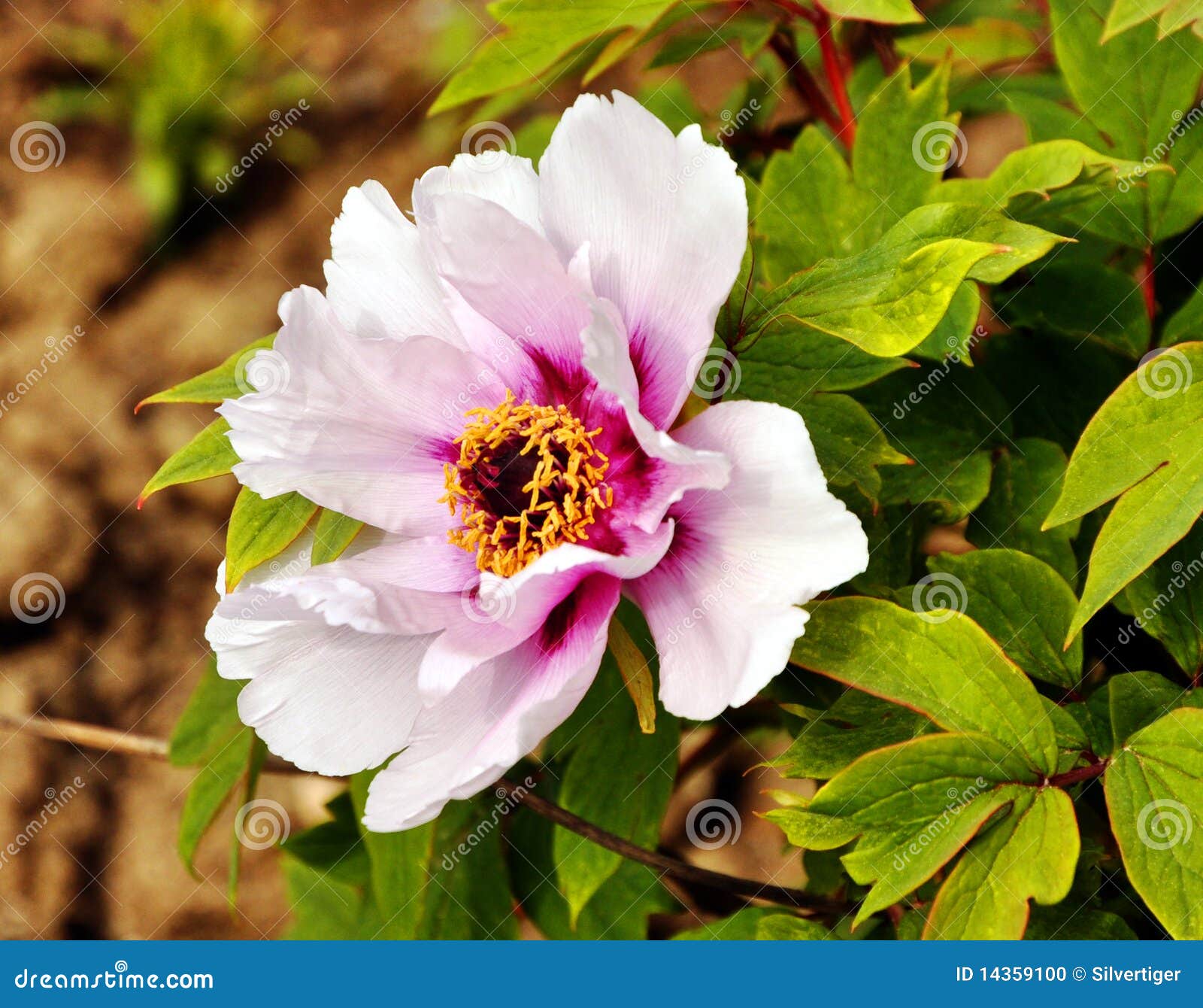 Chinese peony close up stock photo. Image of asian, green 14359100