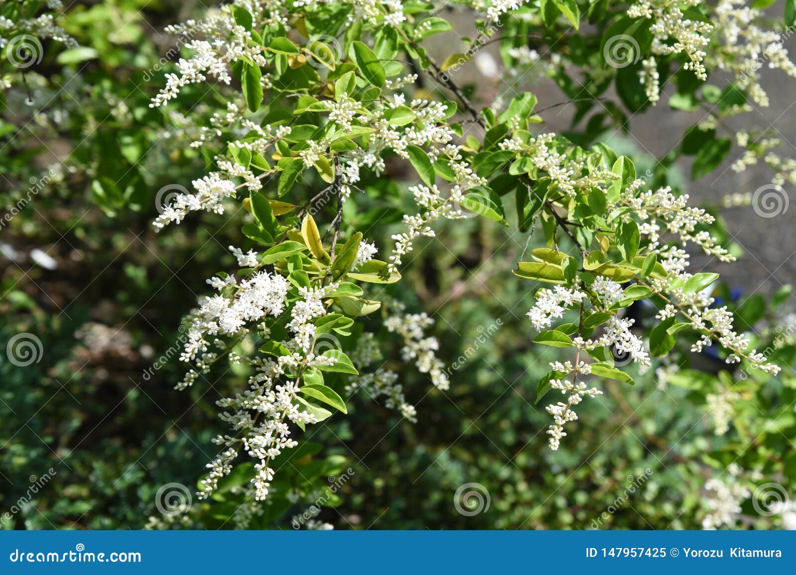 Chinese privet flowers stock image. Image of bloom, flowers 147957425