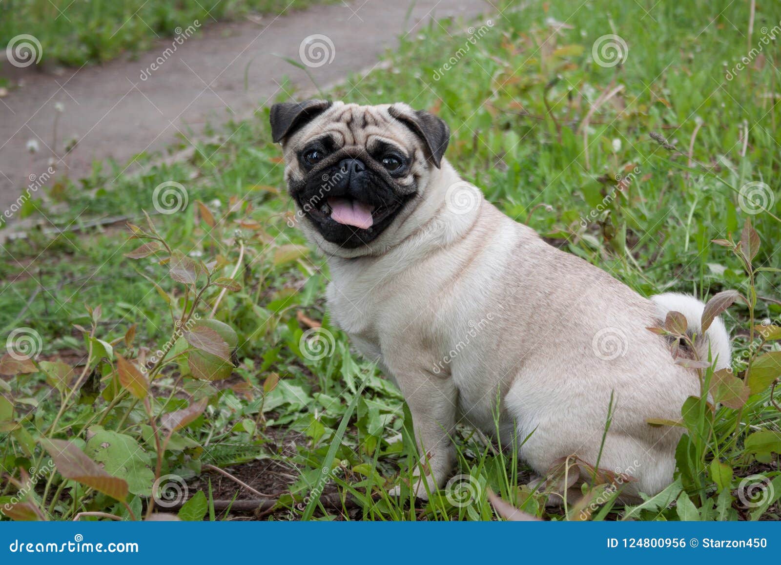 Chinese Pug Puppy Cream-colored is Sitting on a Spring Meadow. Dutch  Mastiff or Mops Stock Photo - Image of mops, nose: 124800956