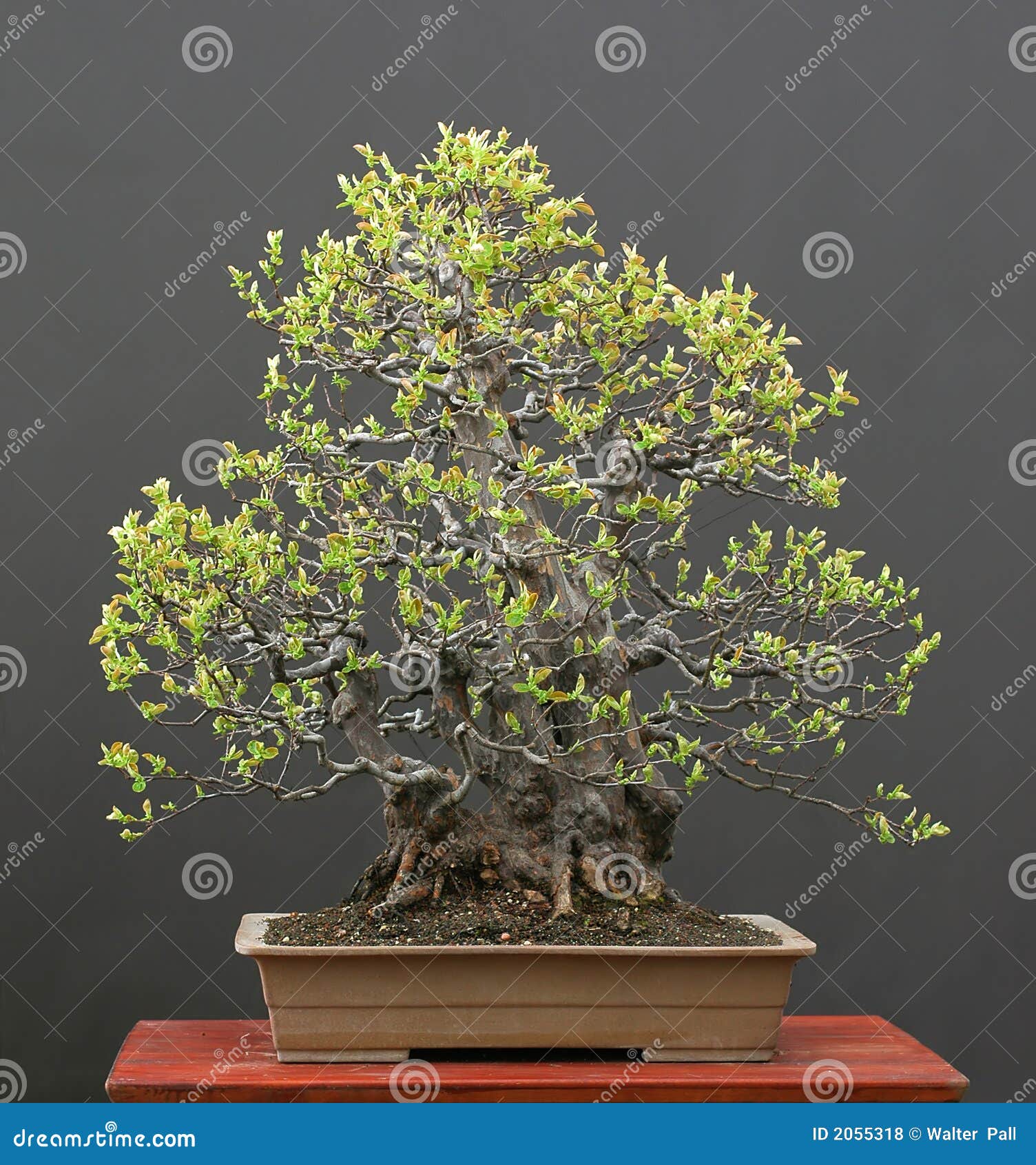 Chinese Quince Bonsai in Spring Stock Photo Image of green
