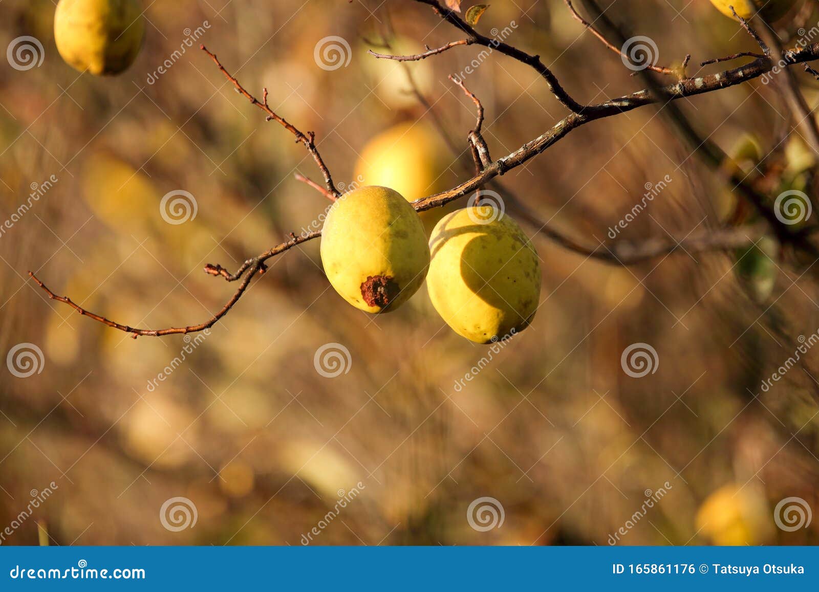 The Chinese Quinces Tree Bearing Fruit Stock Photo Image of ripen
